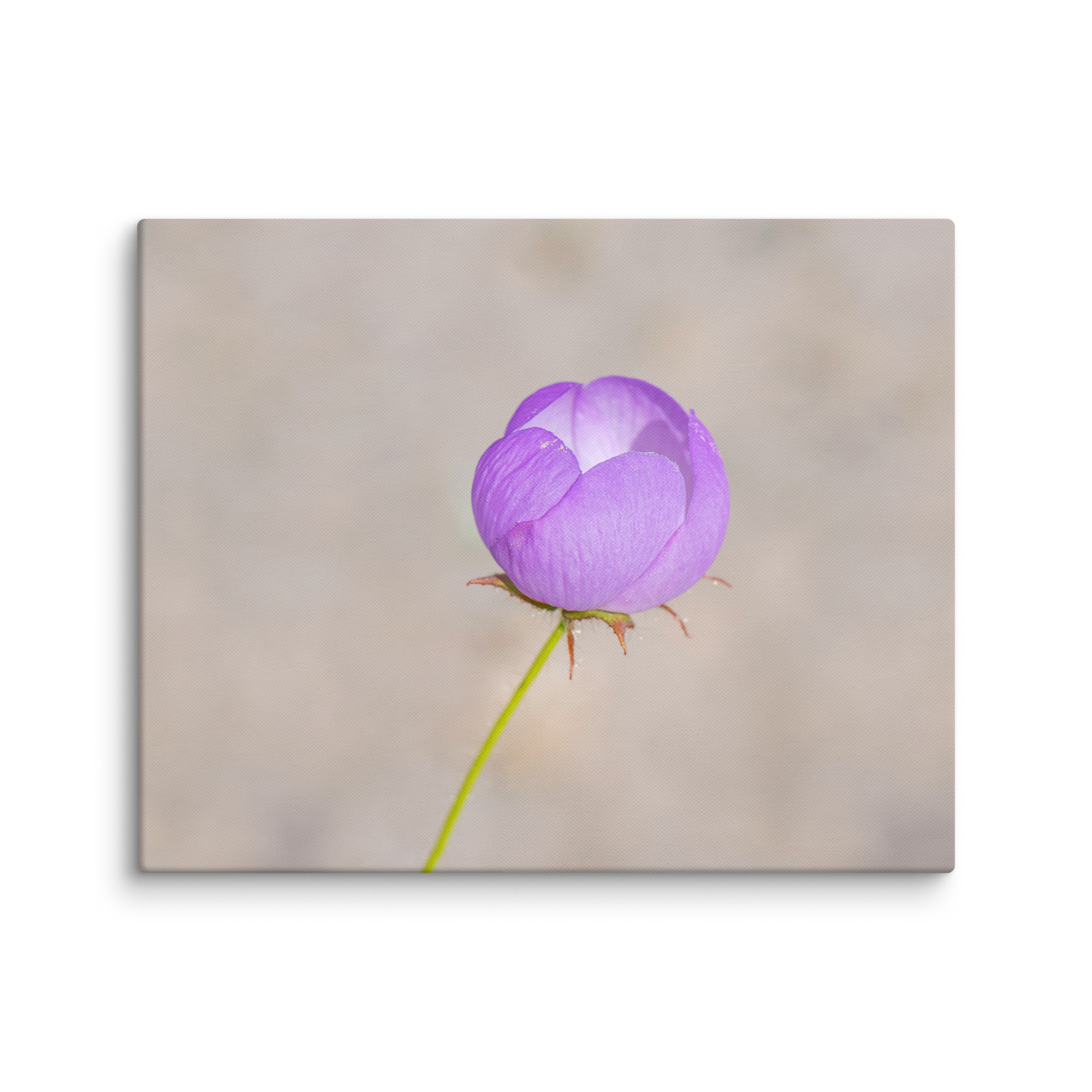 Desert five-spot! Canvas - Image 16