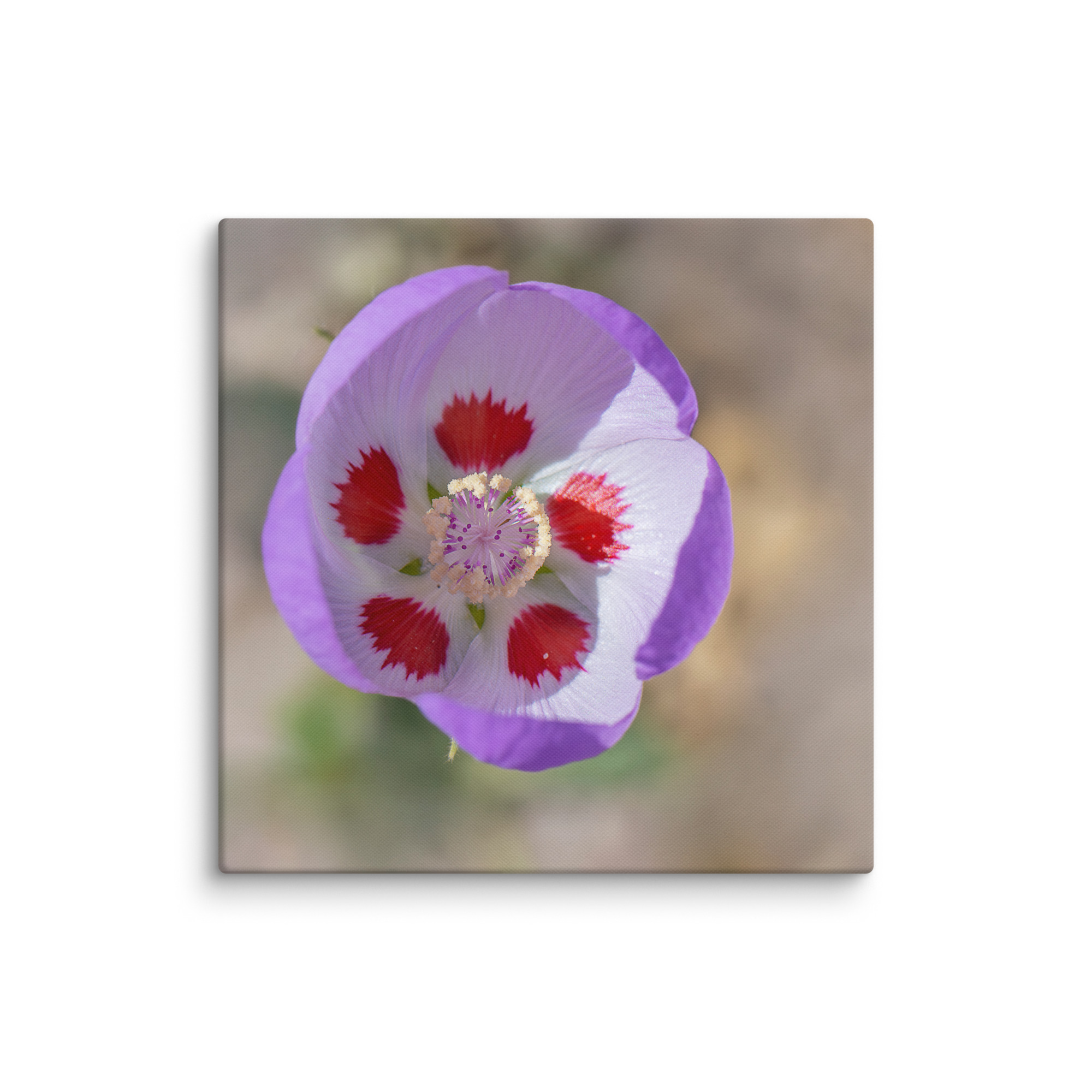 Desert five-spot in bloom! Canvas - Image 12