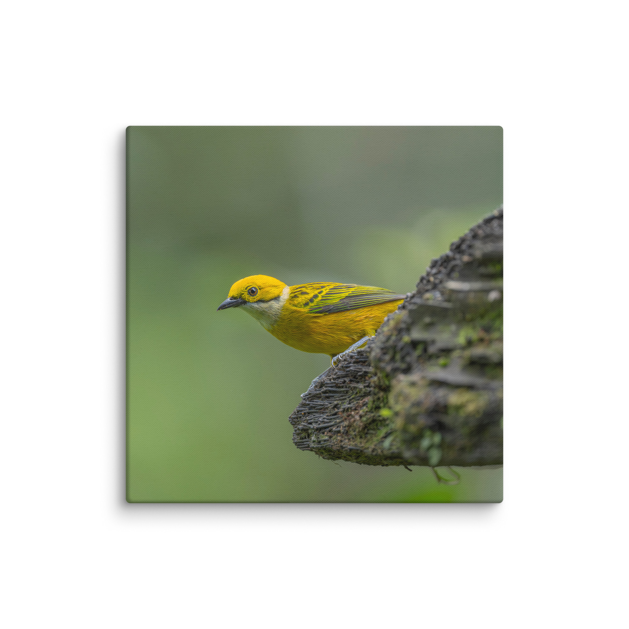 Silver-throated tanager! Canvas - Image 16