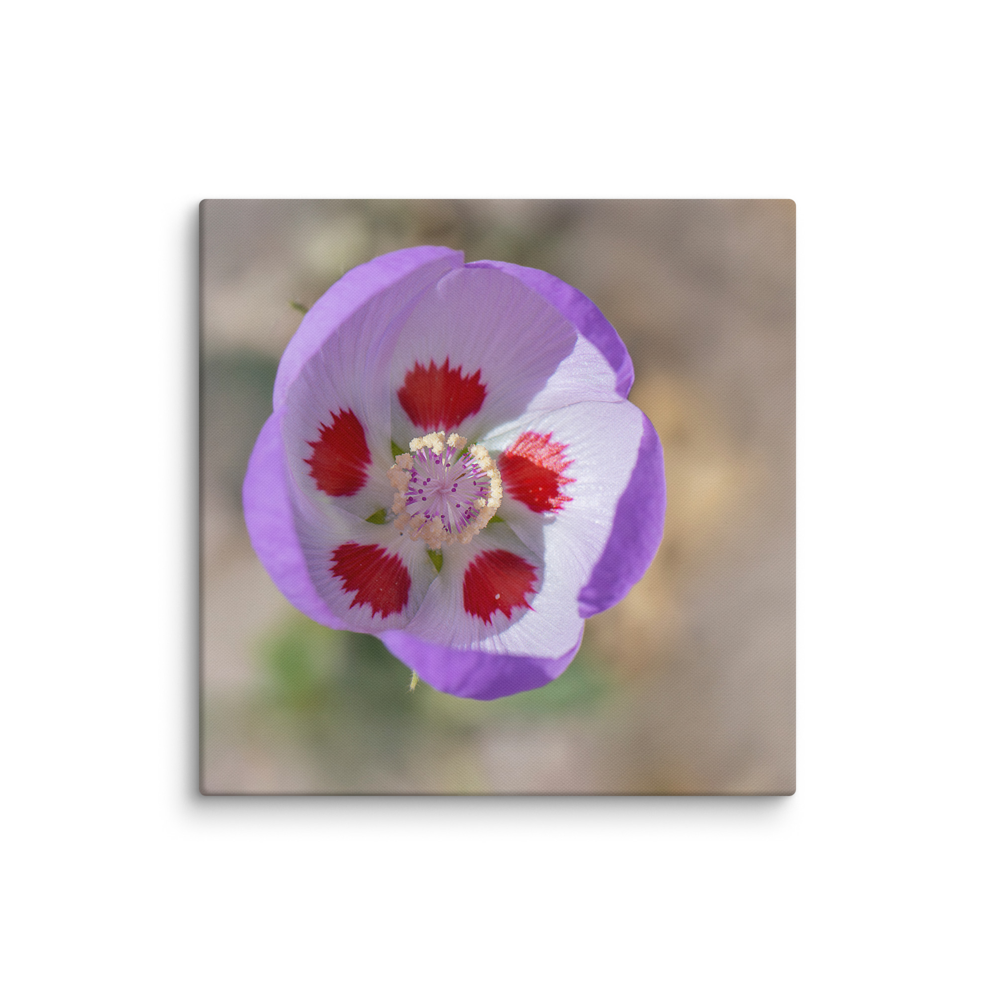 Desert five-spot in bloom! Canvas - Image 14