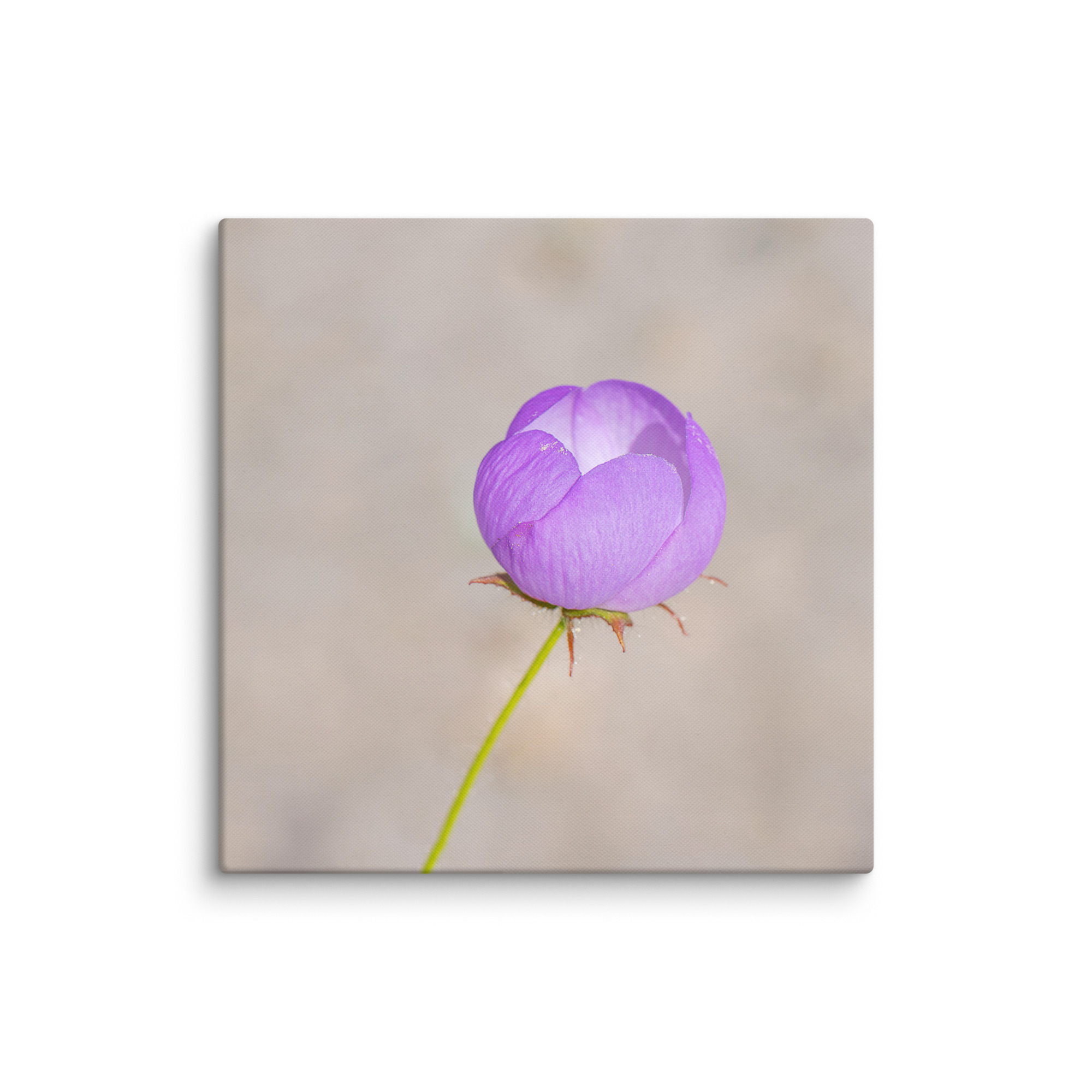 Desert five-spot! Canvas - Image 17