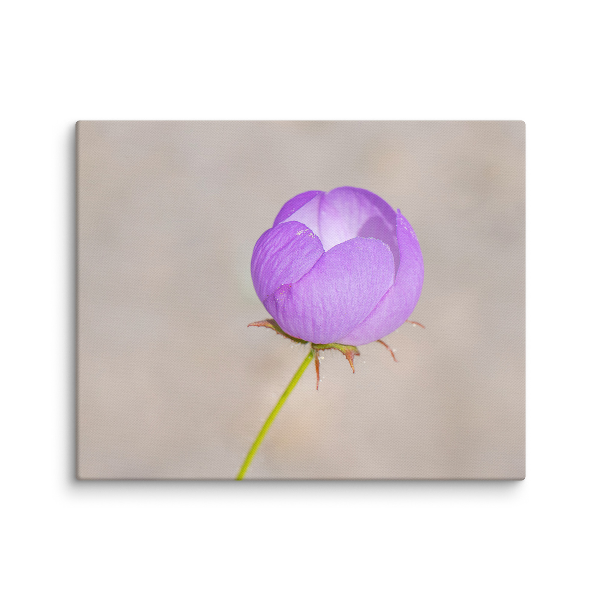 Desert five-spot! Canvas - Image 18