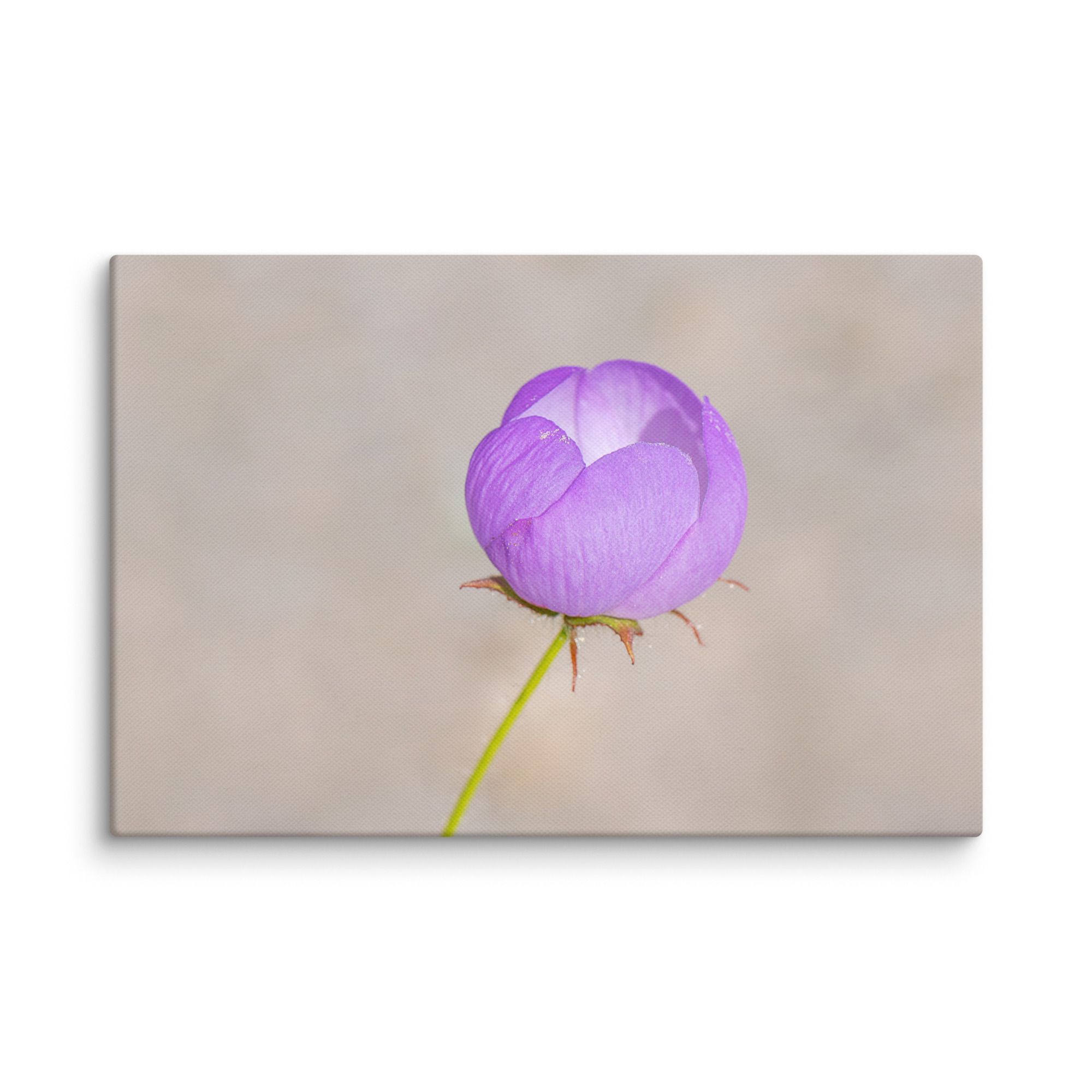 Desert five-spot! Canvas - Image 19