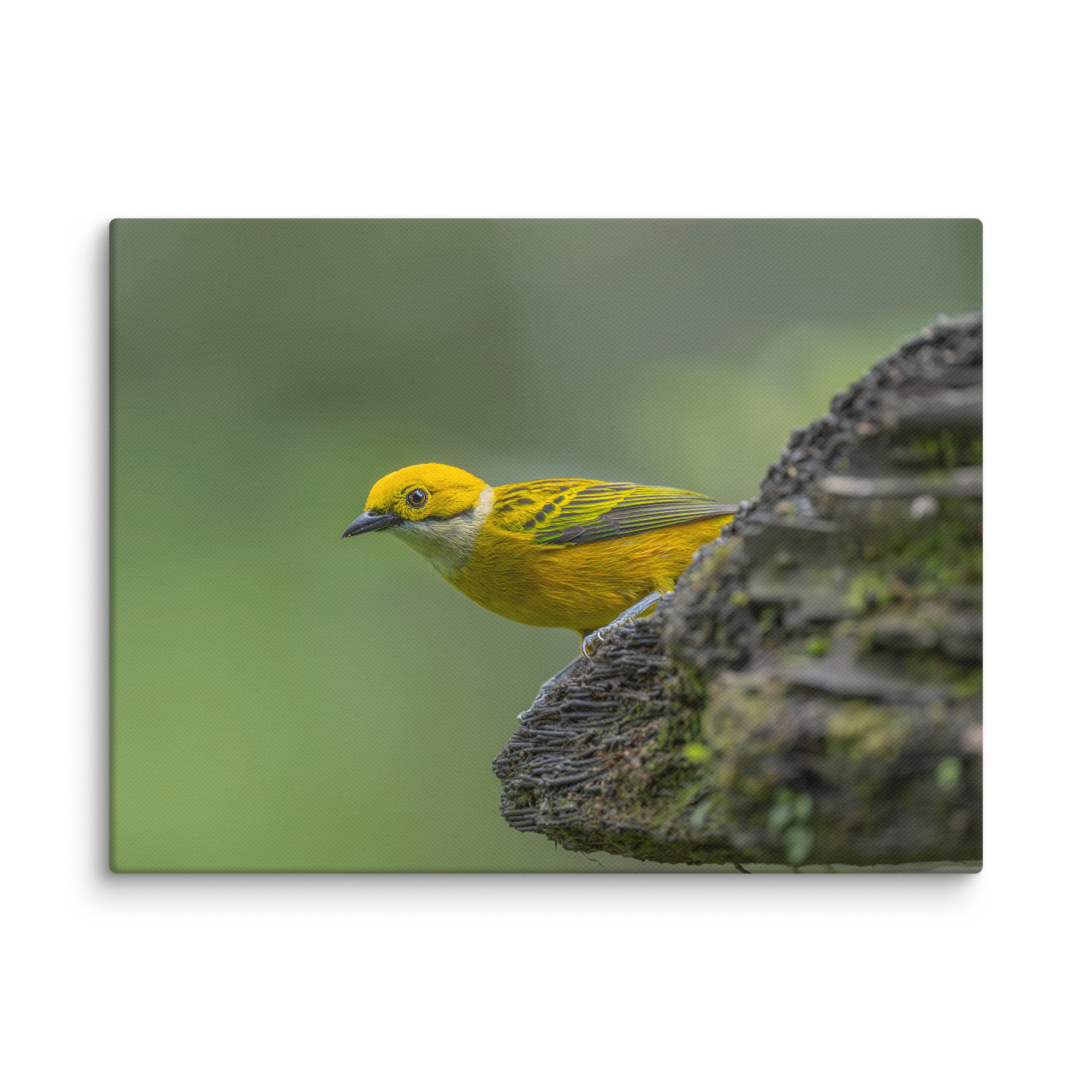 Silver-throated tanager! Canvas - Image 20