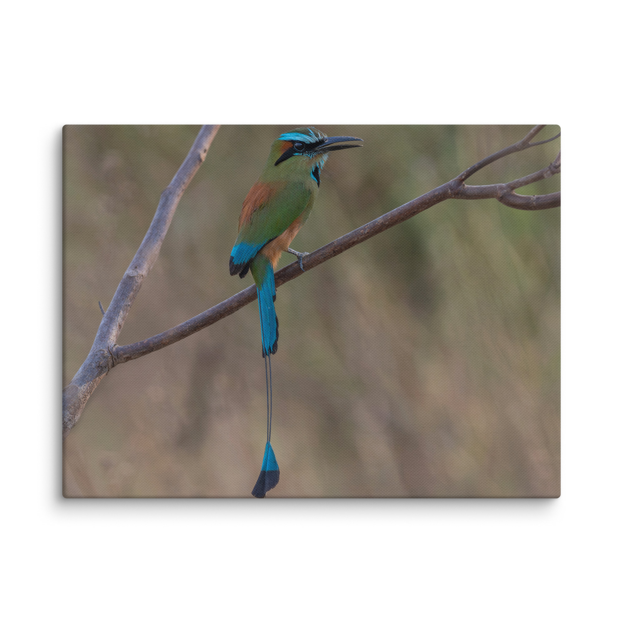 Turquoise browed motmot perches gracefully on a slender branch! Canvas - Image 15