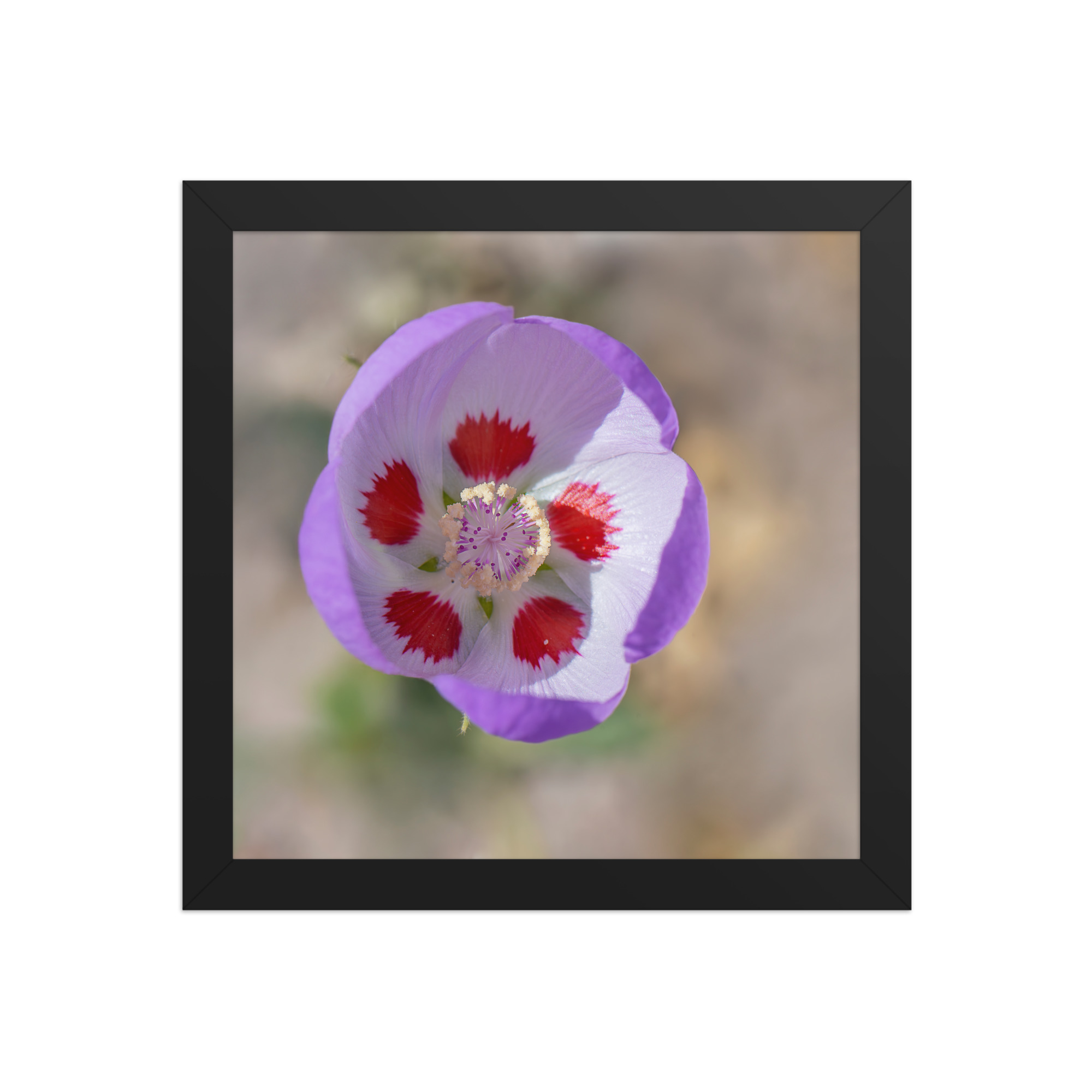 Desert five-spot in bloom! Framed poster - Image 3