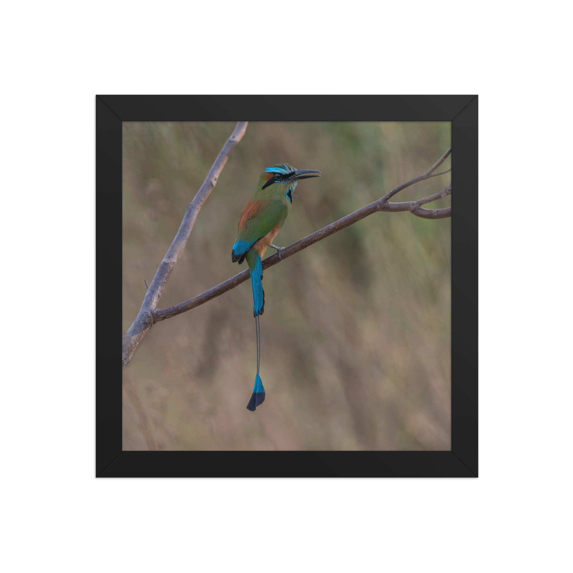 Turquoise browed motmot perches gracefully on a slender branch! Framed poster - Image 2