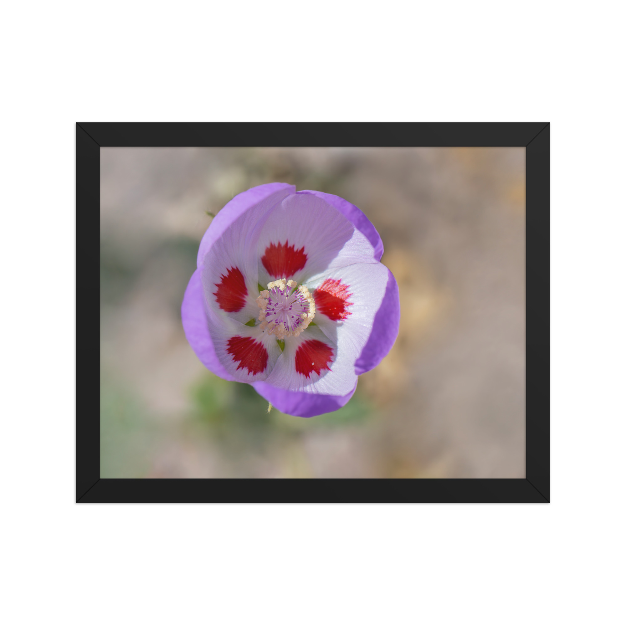 Desert five-spot in bloom! Framed poster - Image 4