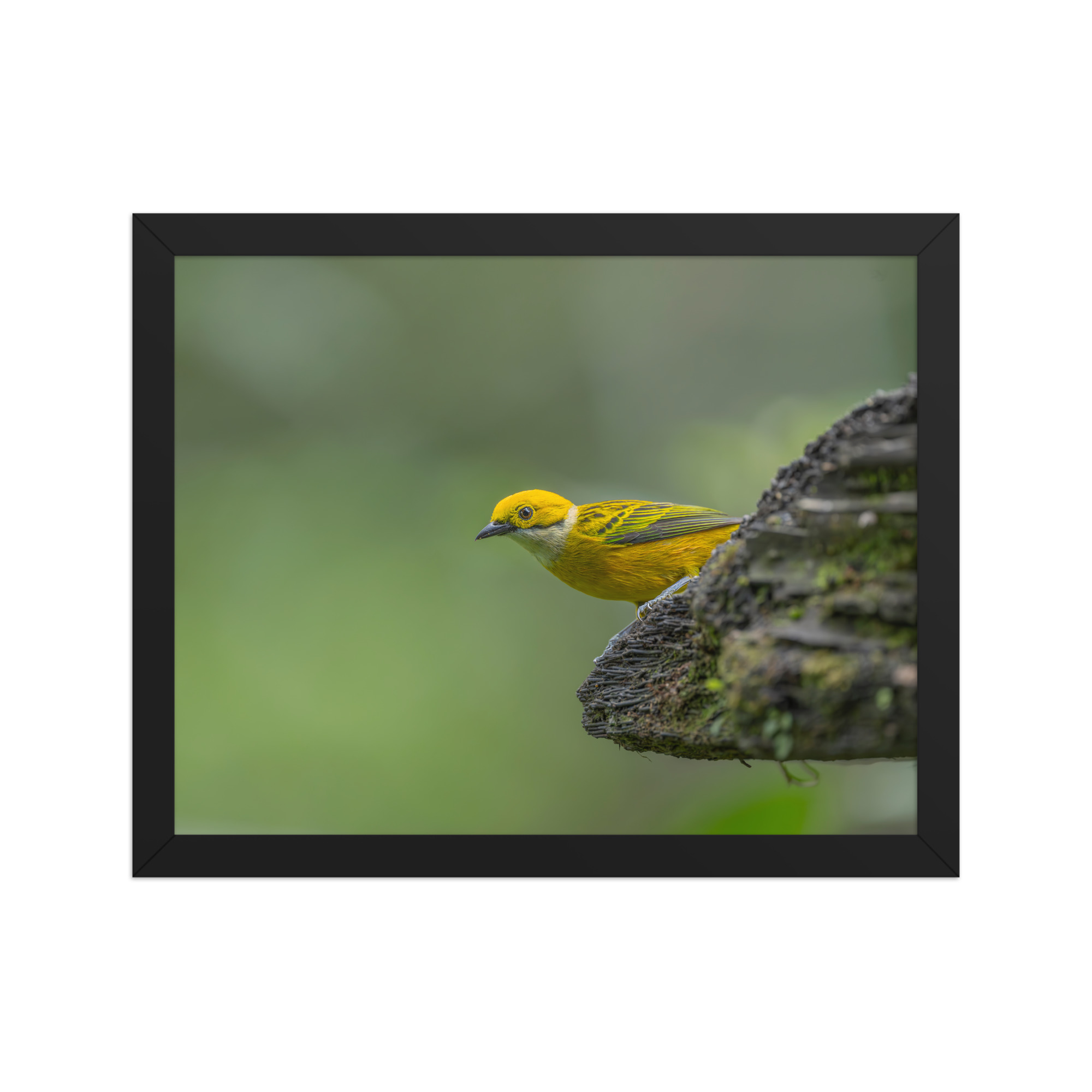 Silver-throated tanager! Framed poster - Image 4