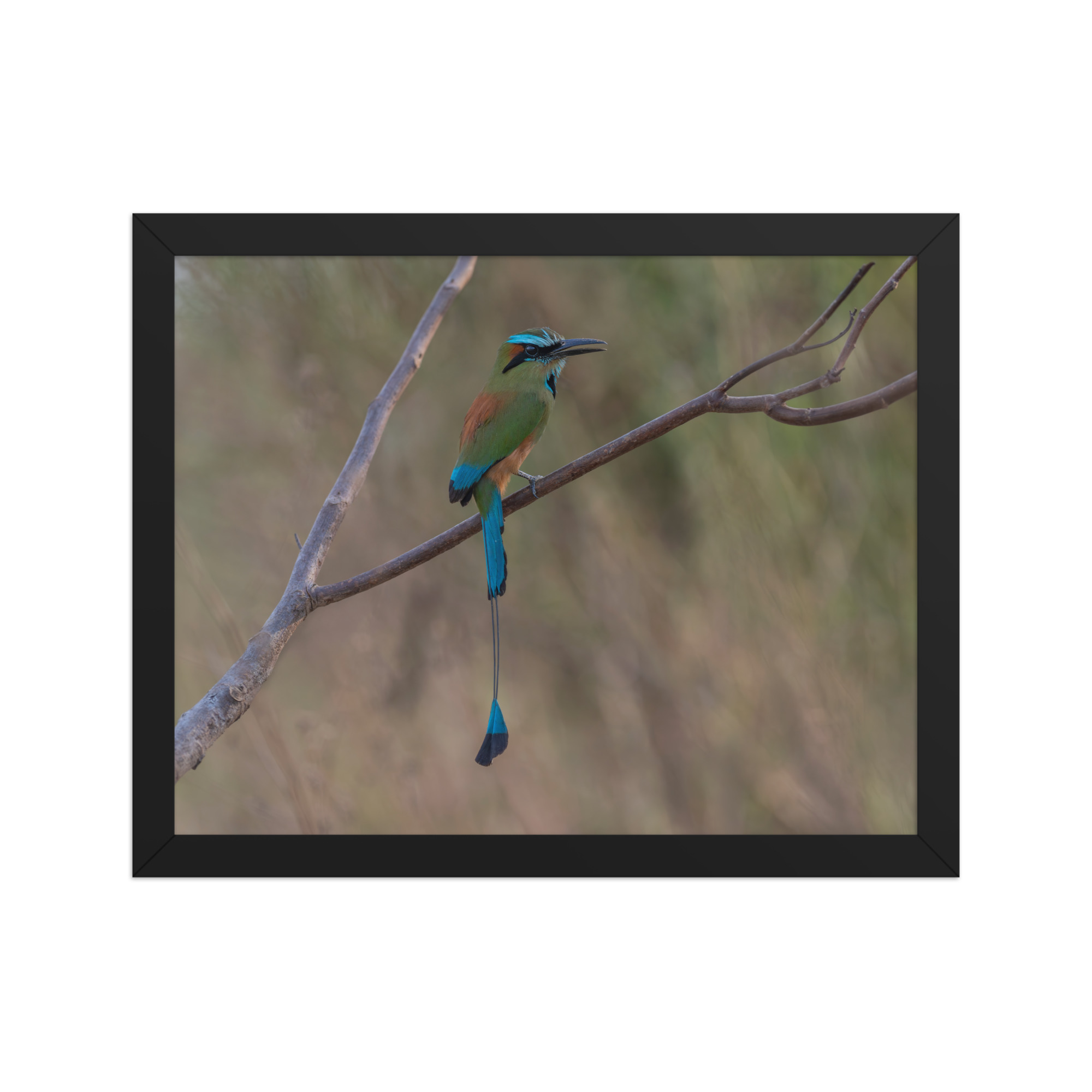Turquoise browed motmot perches gracefully on a slender branch! Framed poster - Image 3
