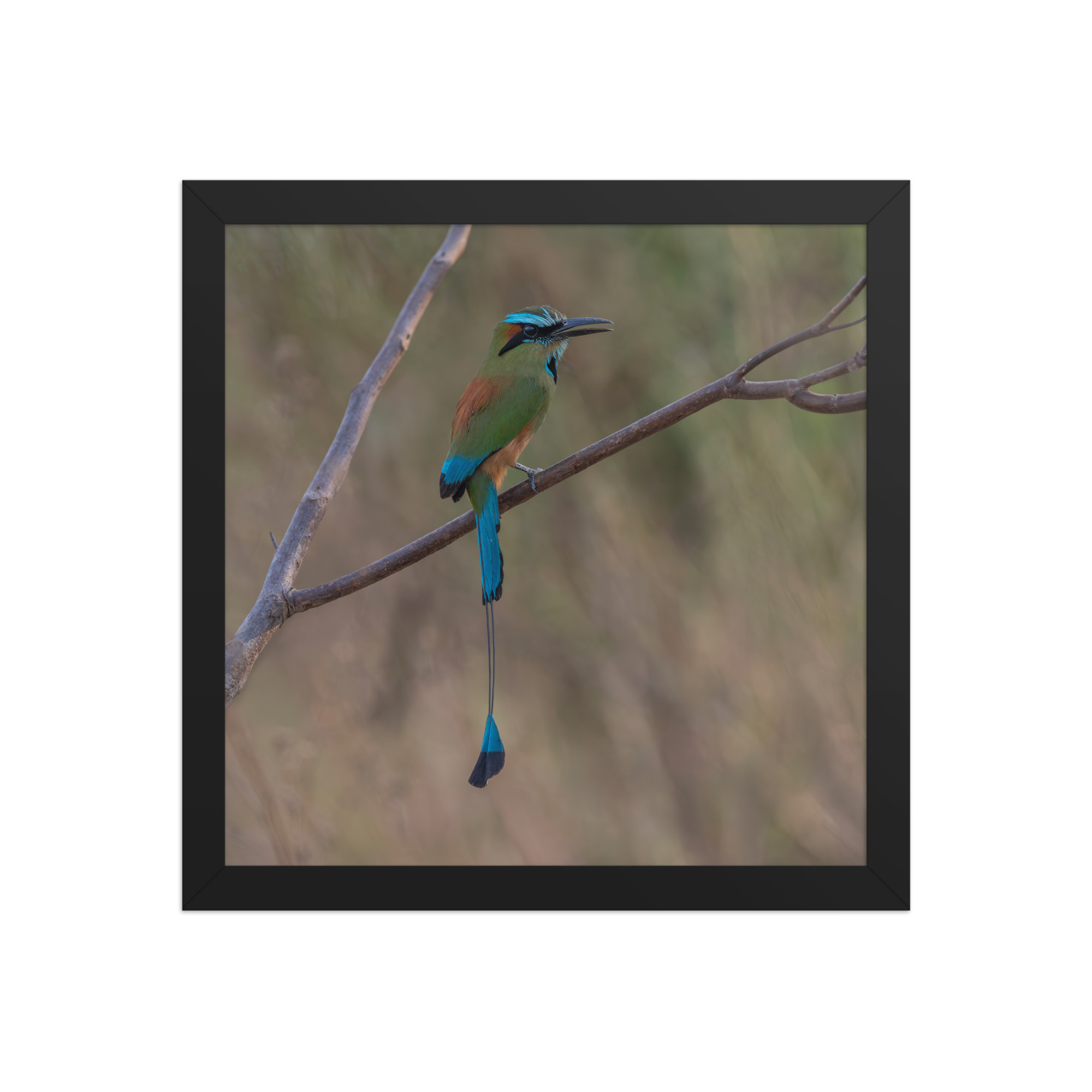 Turquoise browed motmot perches gracefully on a slender branch! Framed poster - Image 4