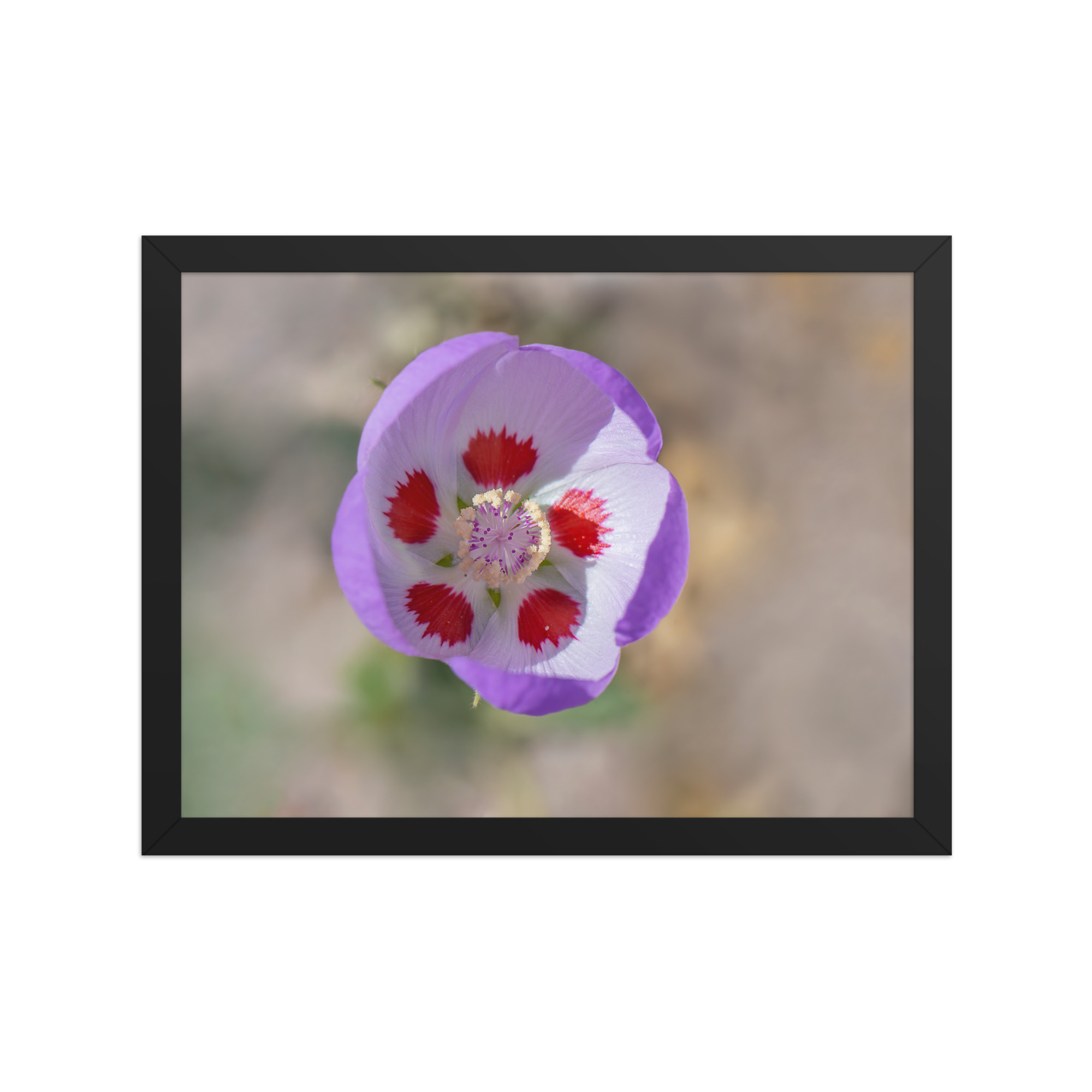 Desert five-spot in bloom! Framed poster - Image 6