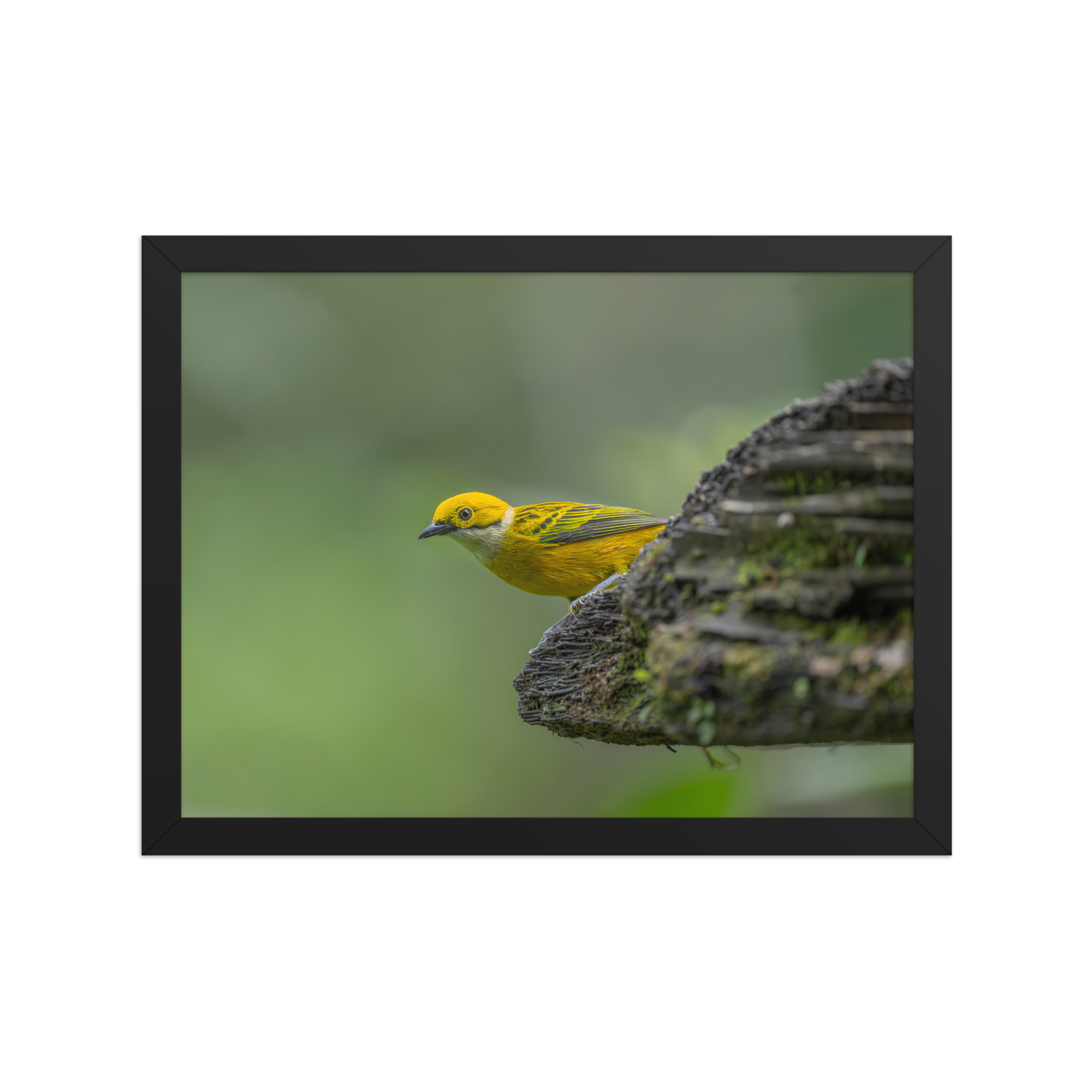 Silver-throated tanager! Framed poster - Image 6
