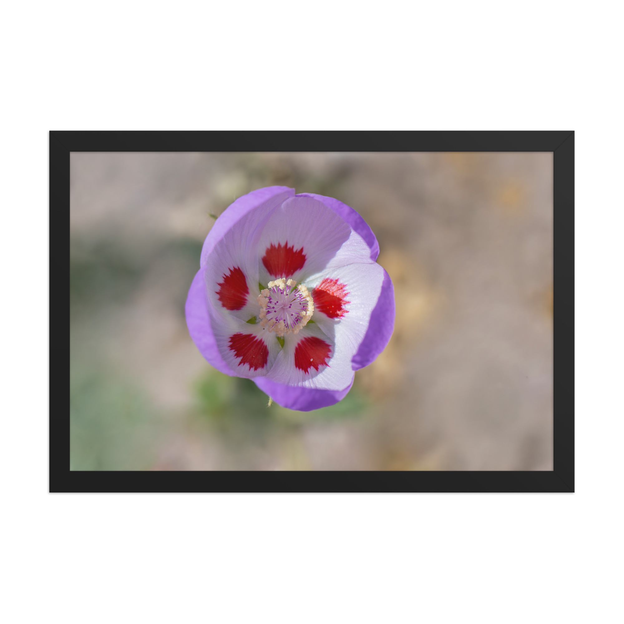Desert five-spot in bloom! Framed poster - Image 7