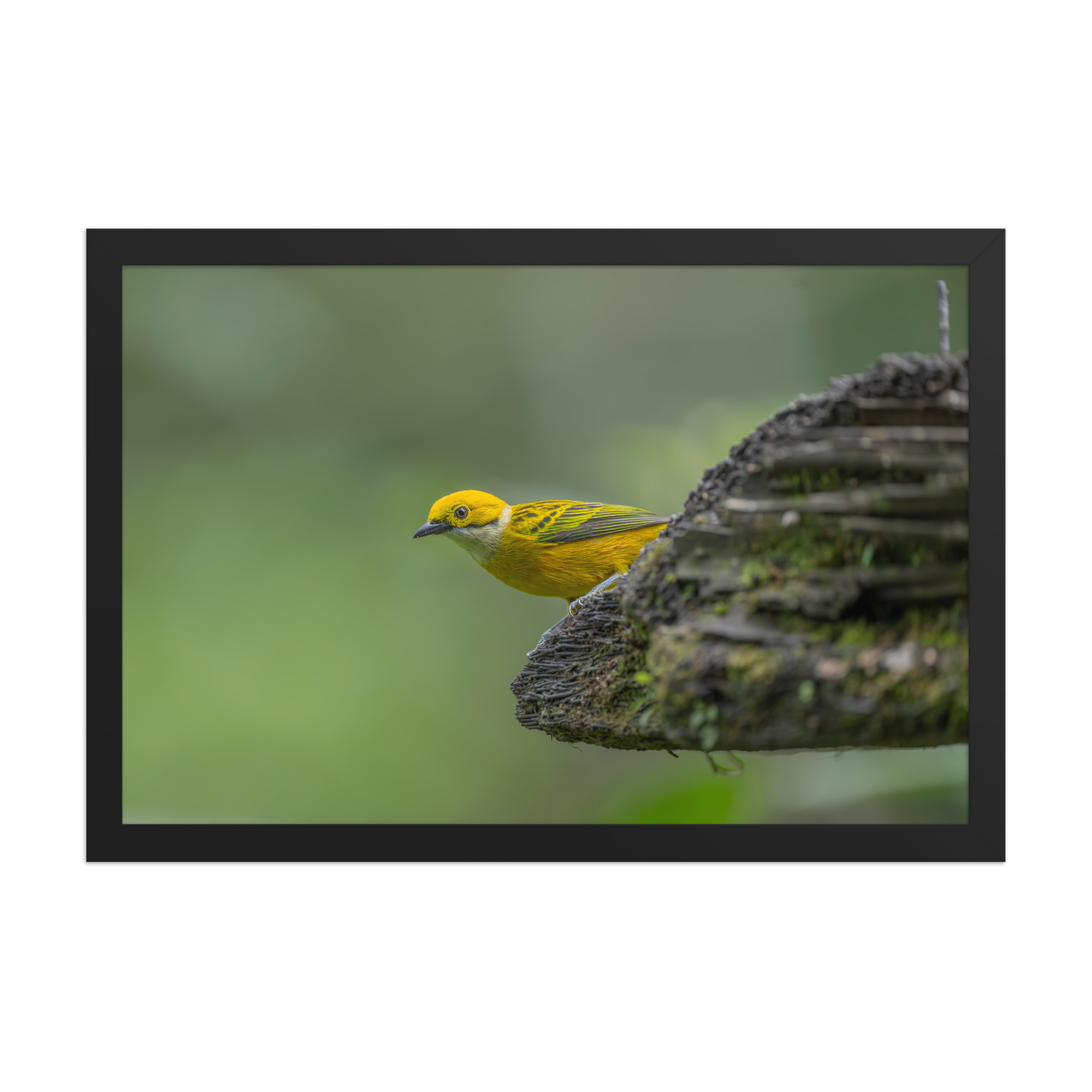 Silver-throated tanager! Framed poster - Image 7