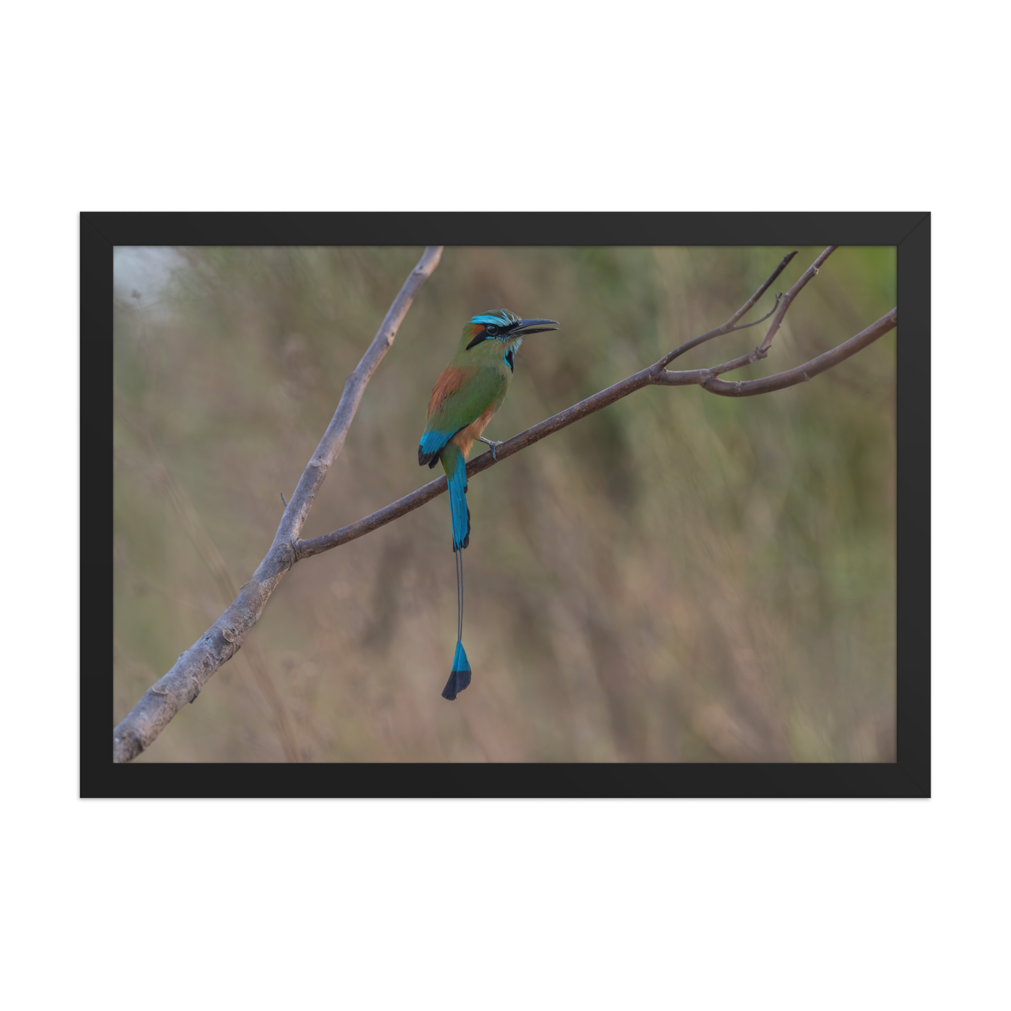 Turquoise browed motmot perches gracefully on a slender branch! Framed poster - Image 6