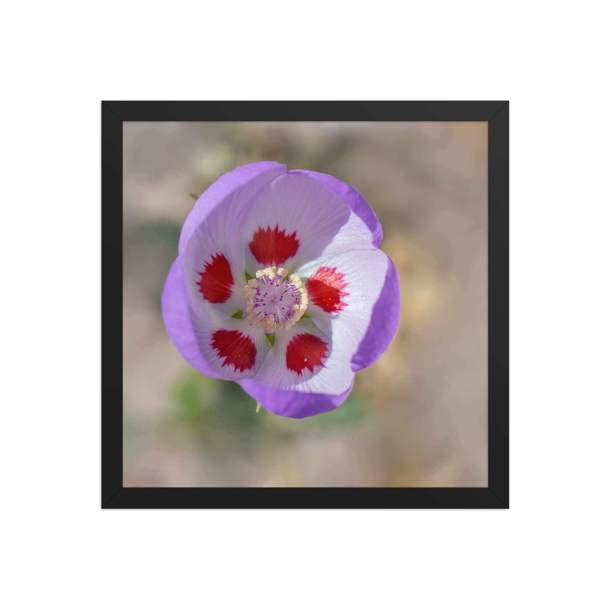 Desert five-spot in bloom! Framed poster - Image 8