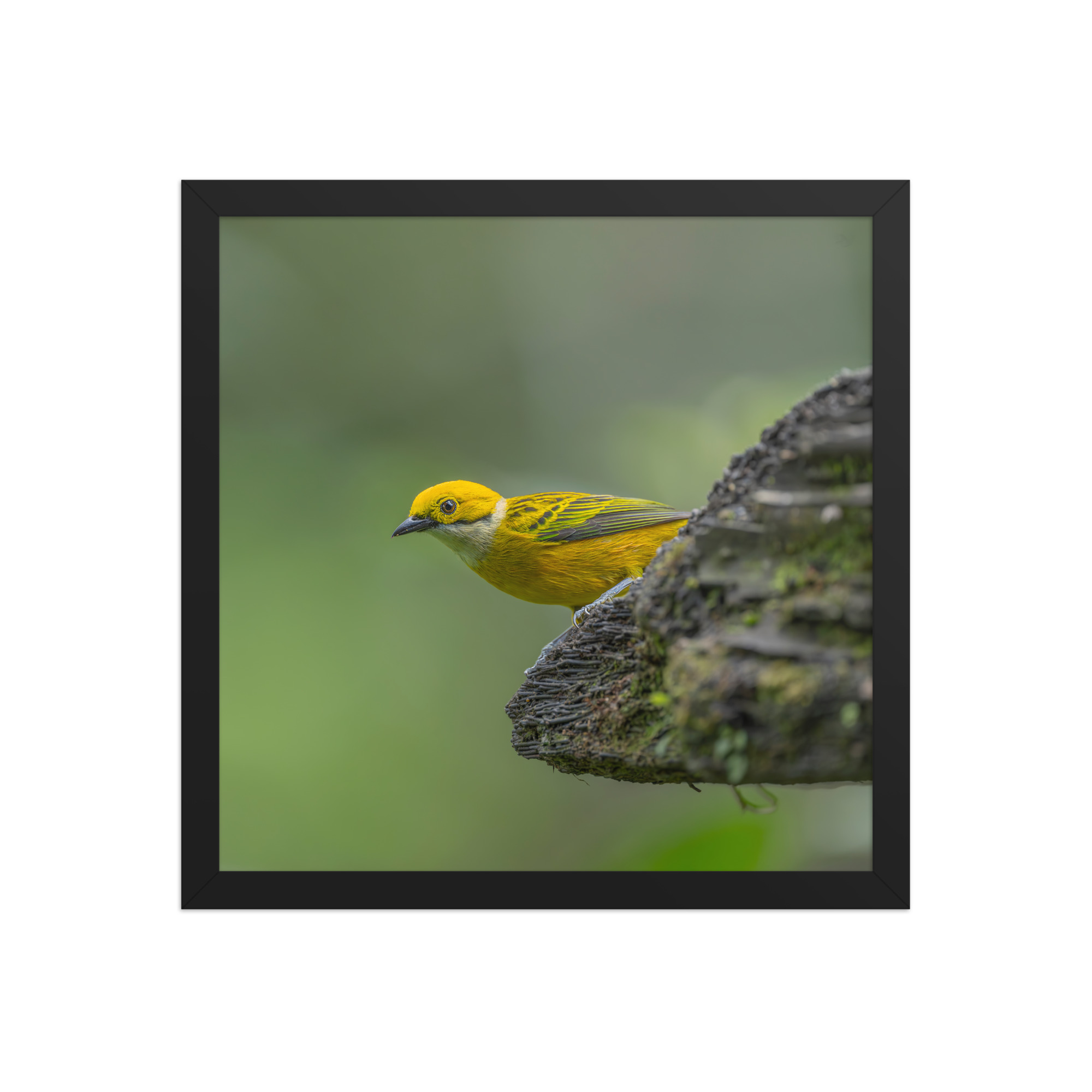 Silver-throated tanager! Framed poster - Image 8