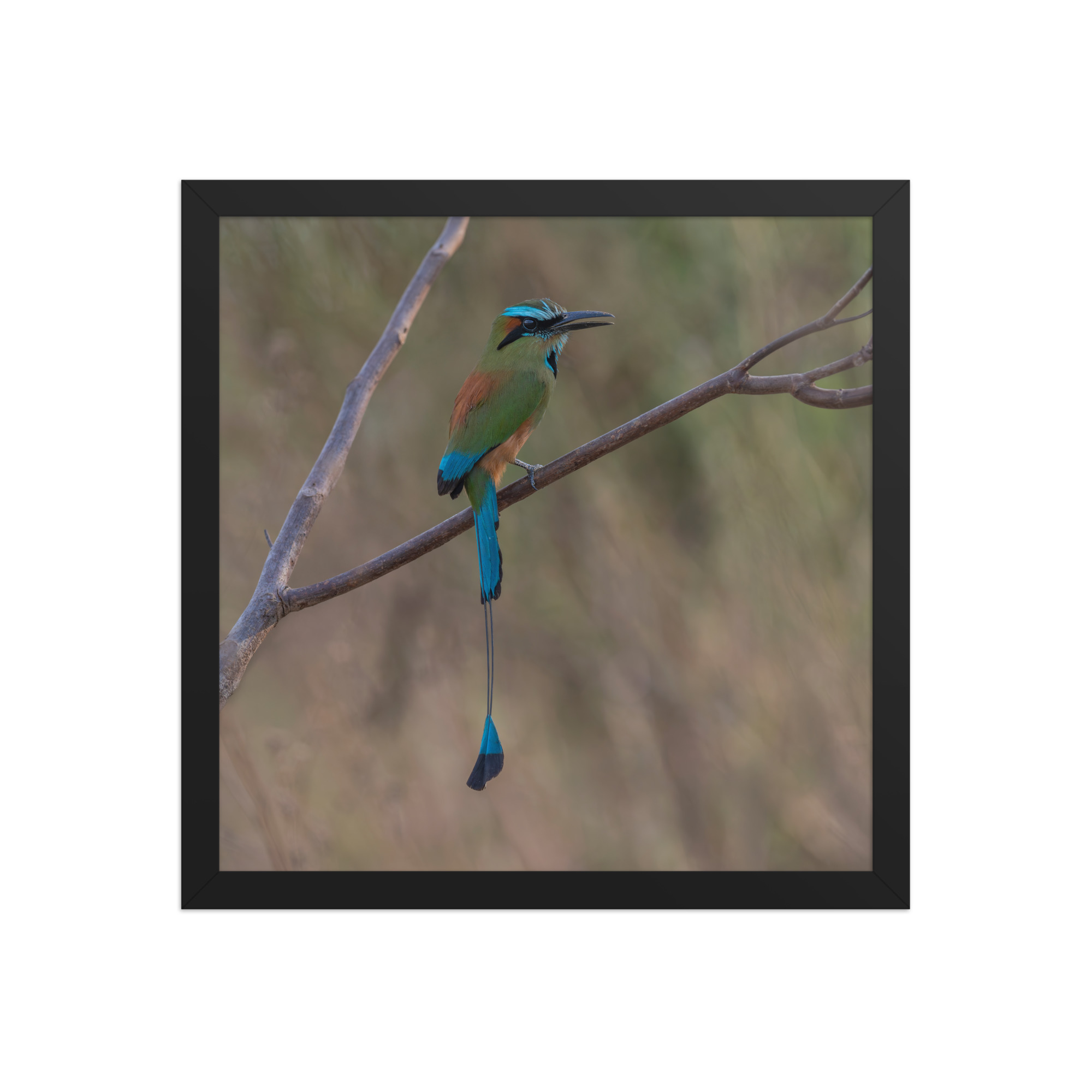 Turquoise browed motmot perches gracefully on a slender branch! Framed poster - Image 7