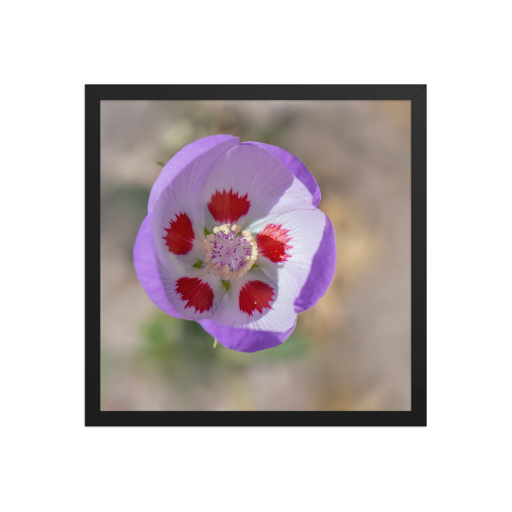 Desert five-spot in bloom! Framed poster - Image 9