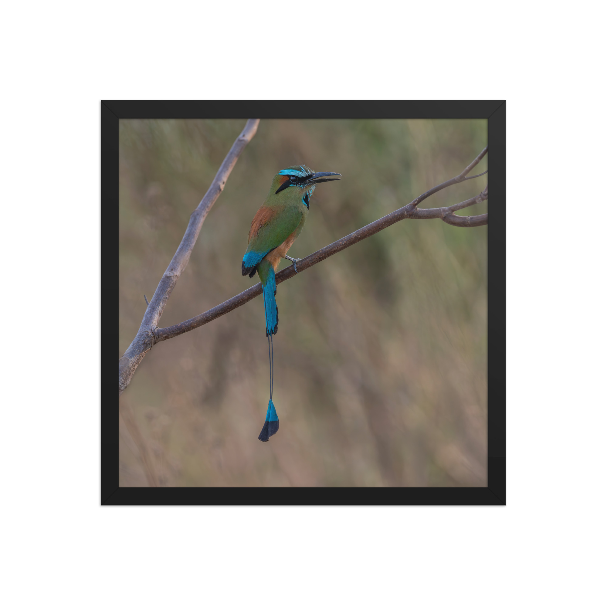 Turquoise browed motmot perches gracefully on a slender branch! Framed poster - Image 8
