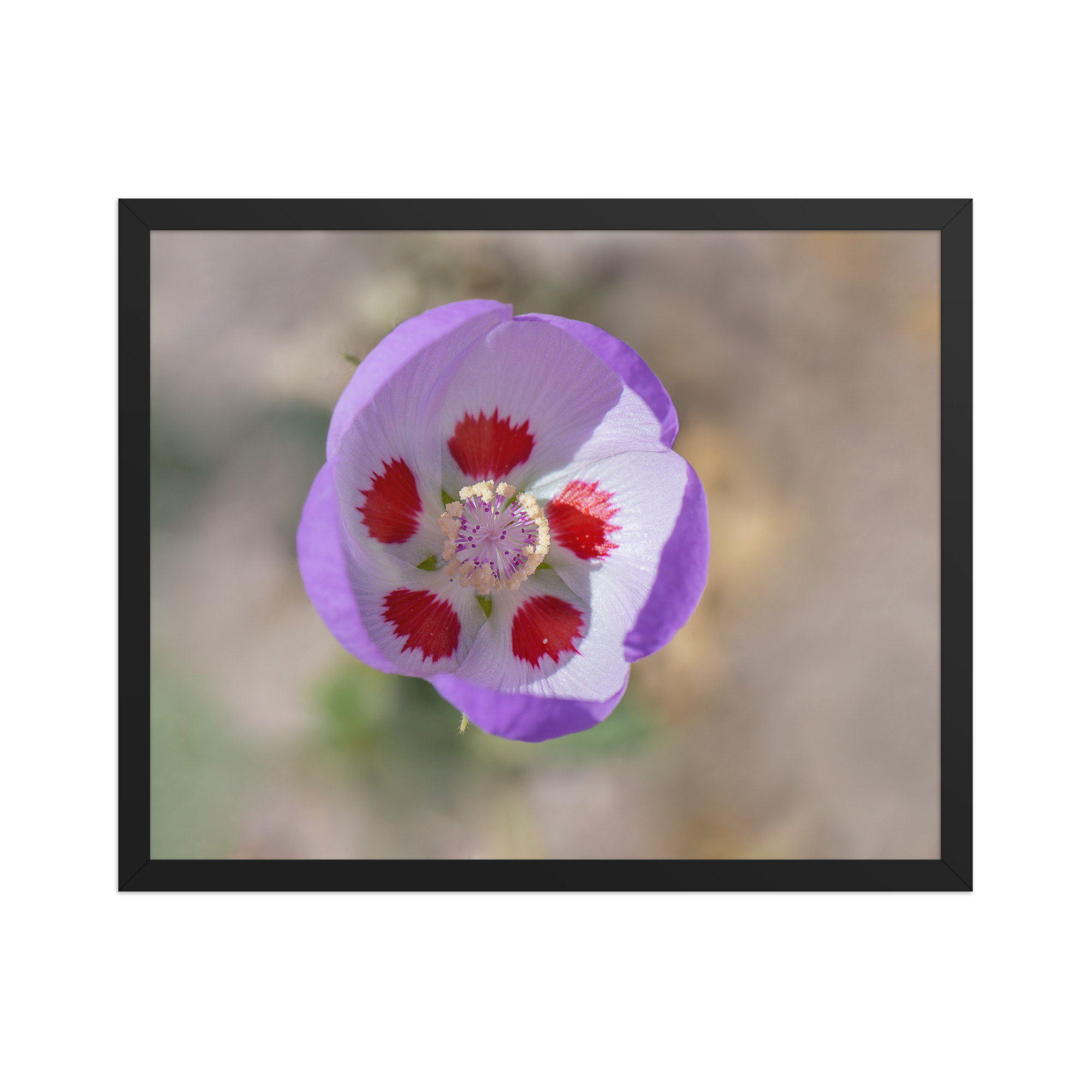 Desert five-spot in bloom! Framed poster - Image 10