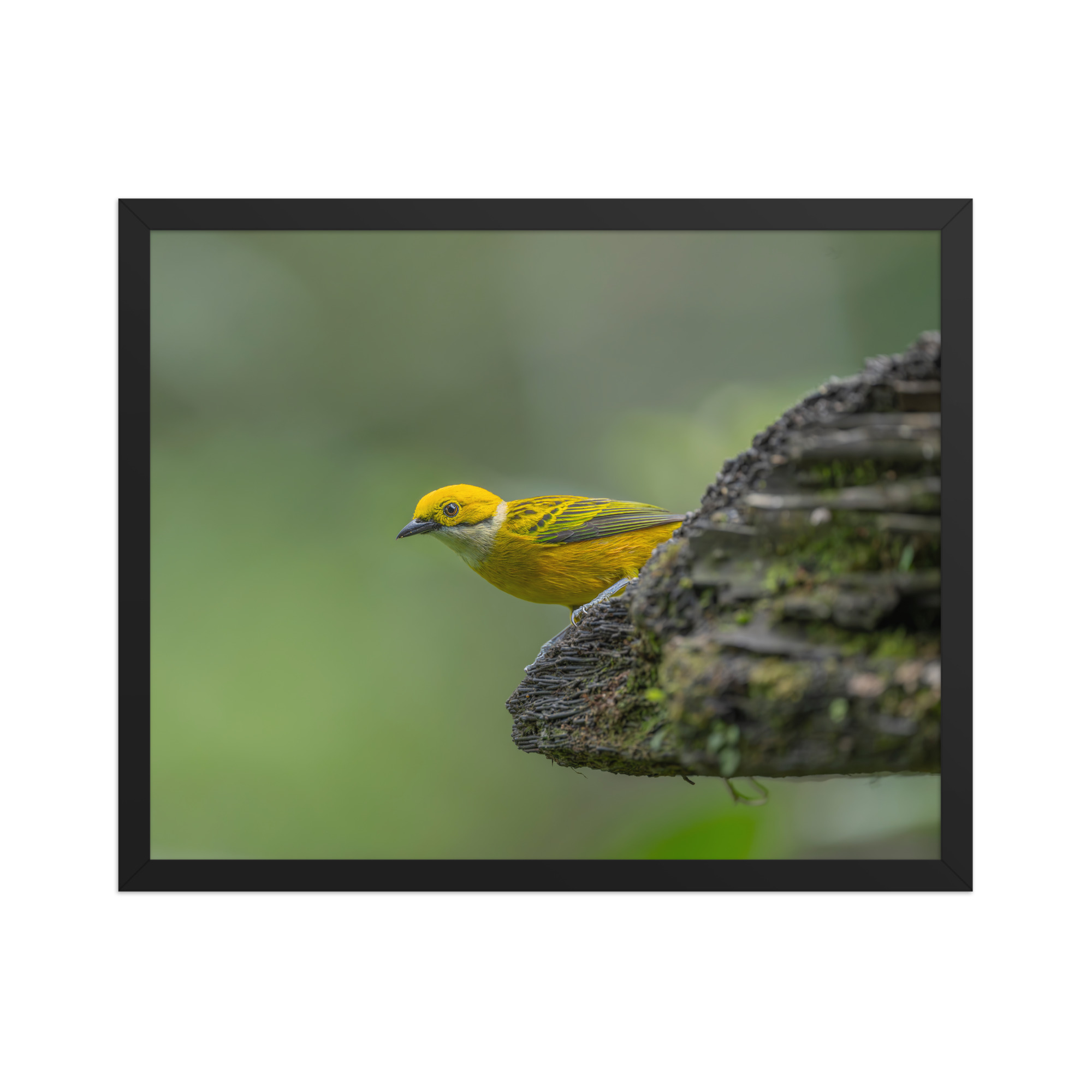 Silver-throated tanager! Framed poster - Image 10
