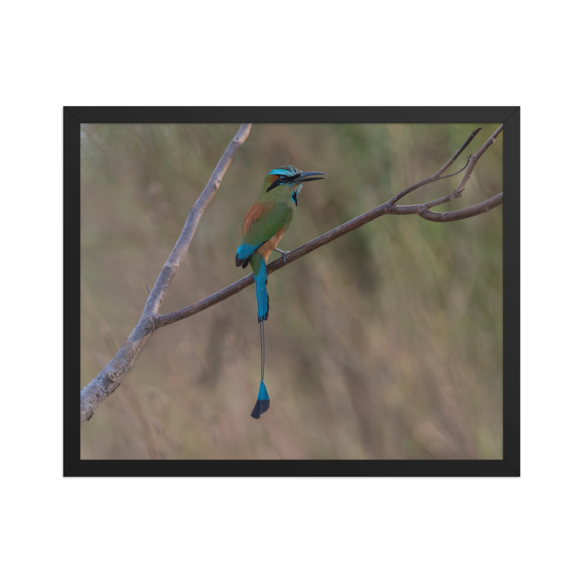 Turquoise browed motmot perches gracefully on a slender branch! Framed poster - Image 9
