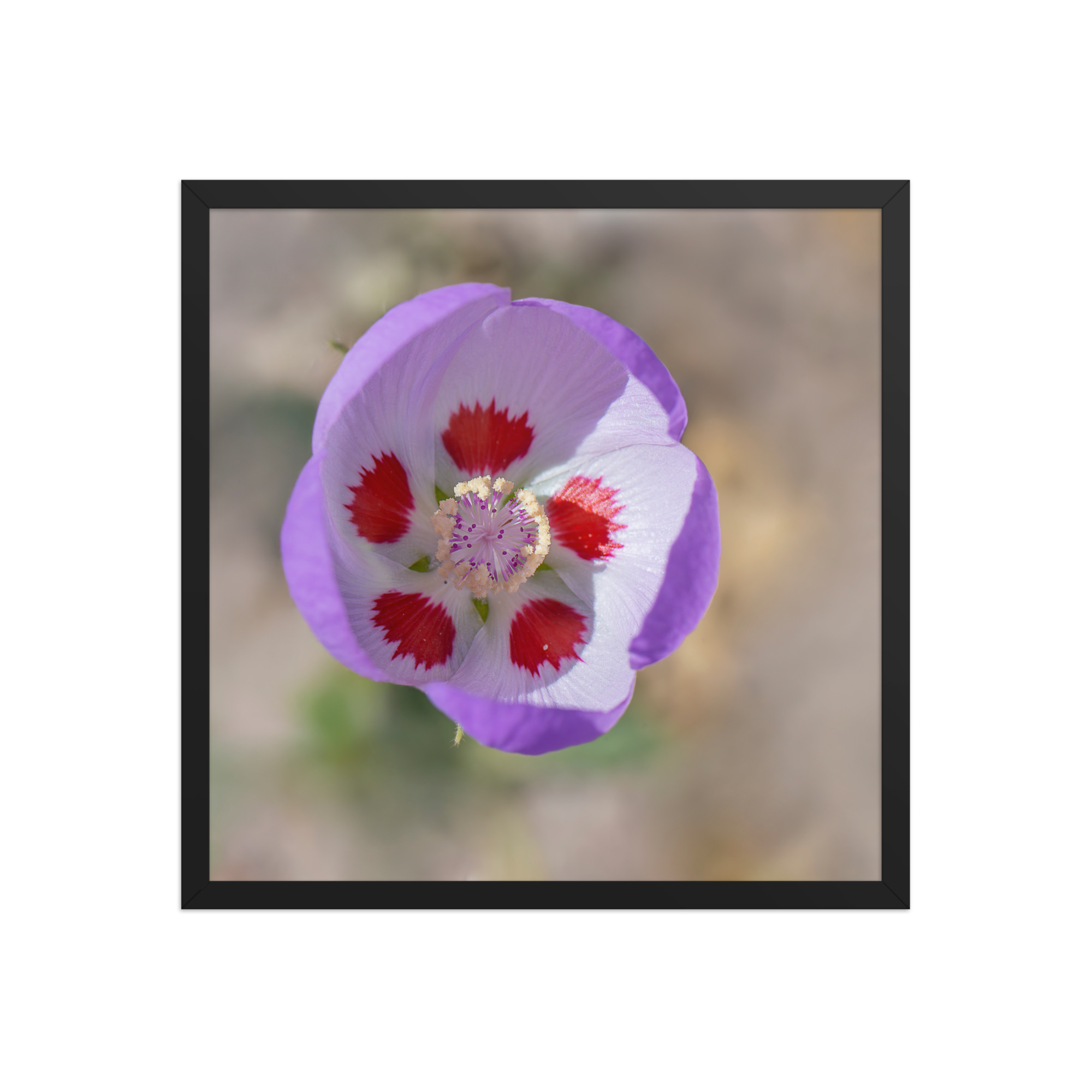 Desert five-spot in bloom! Framed poster - Image 11