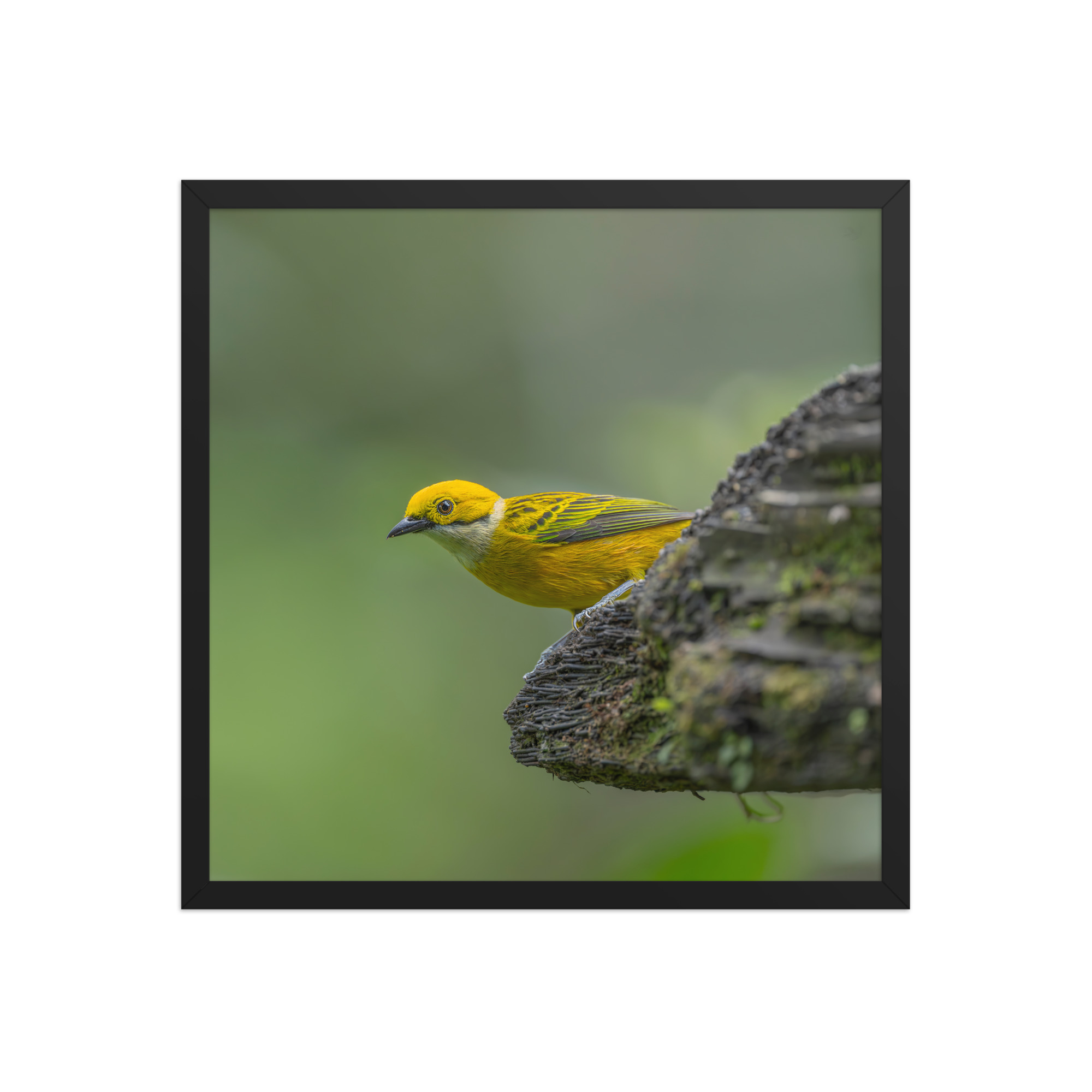 Silver-throated tanager! Framed poster - Image 11