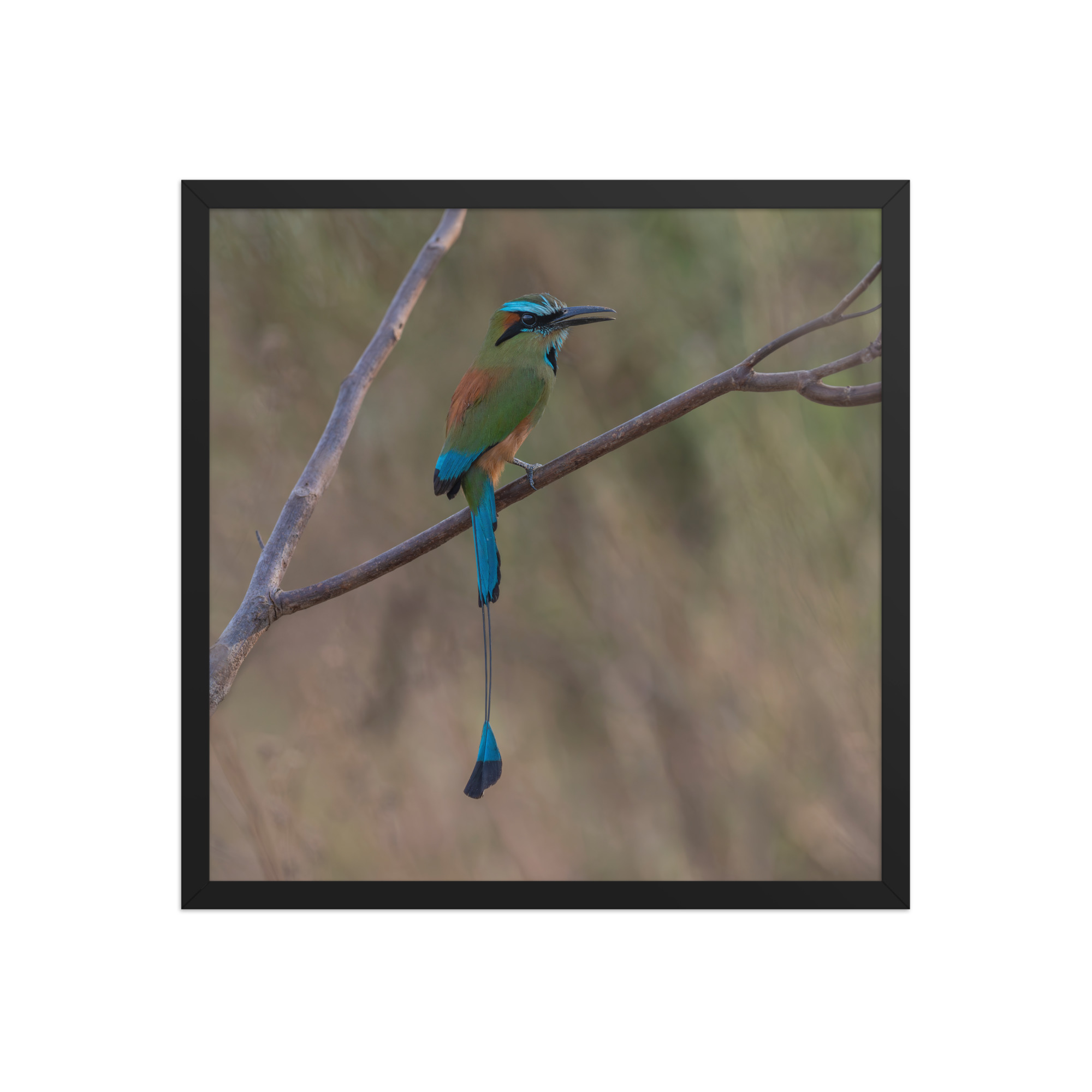 Turquoise browed motmot perches gracefully on a slender branch! Framed poster - Image 10