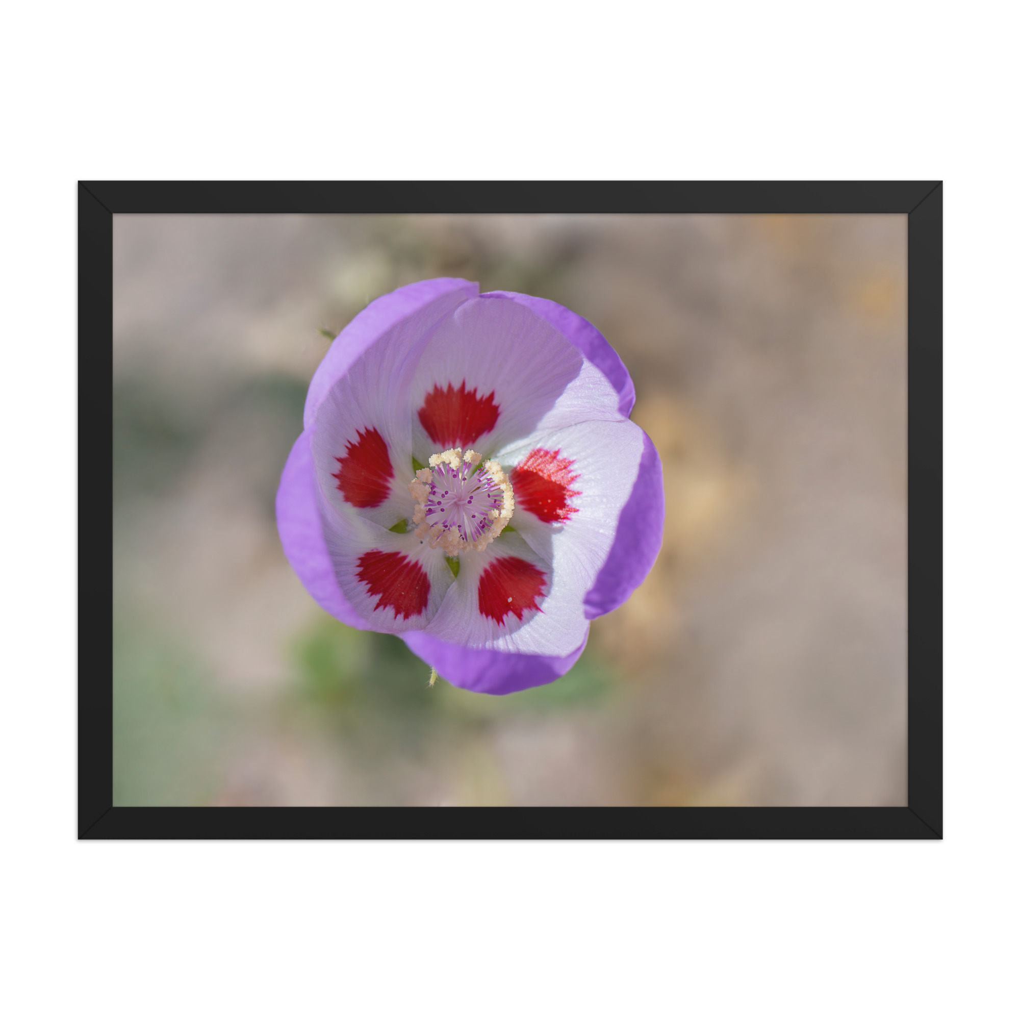 Desert five-spot in bloom! Framed poster - Image 12