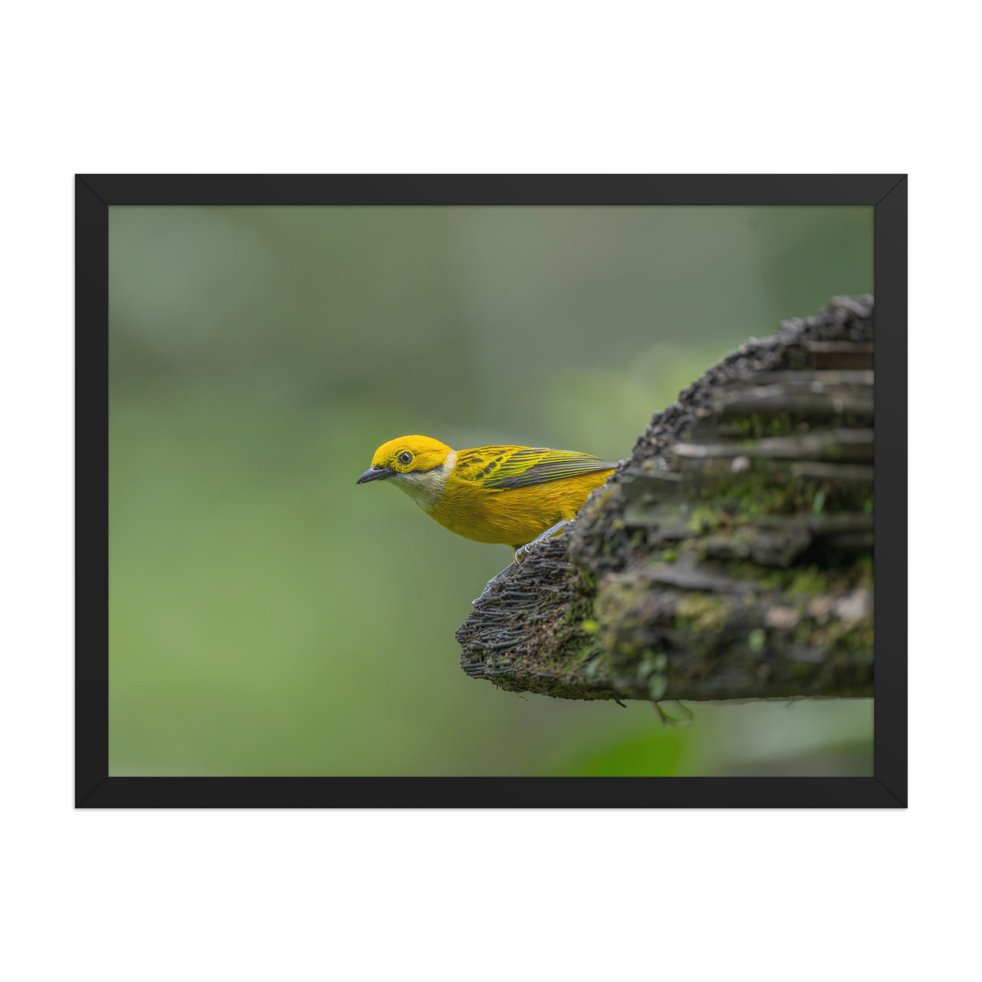 Silver-throated tanager! Framed poster - Image 12