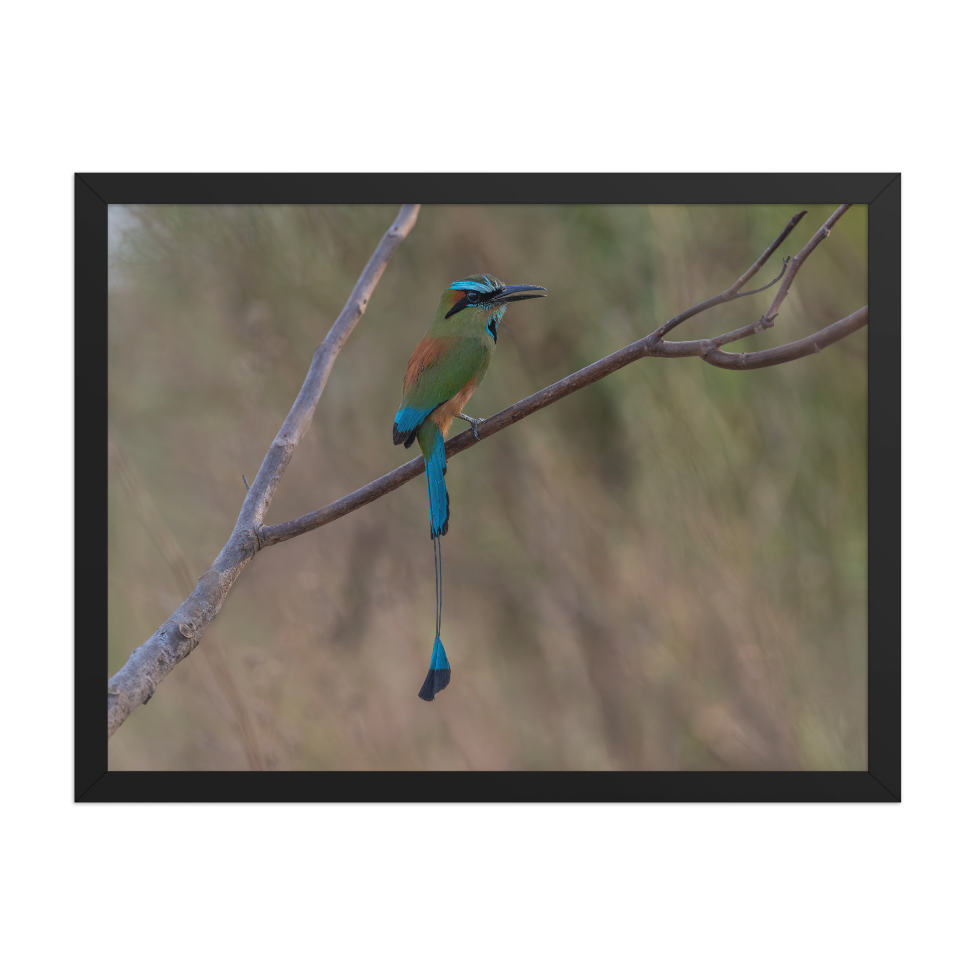 Turquoise browed motmot perches gracefully on a slender branch! Framed poster - Image 11