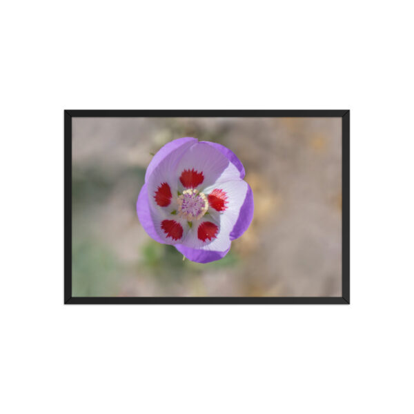Desert five-spot in bloom! Framed poster