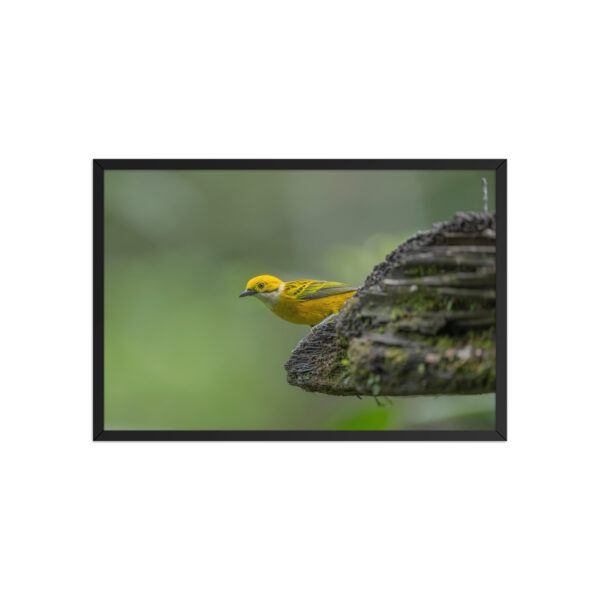 Silver-throated tanager! Framed poster