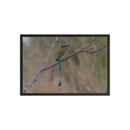 Turquoise-browed motmot! Framed poster