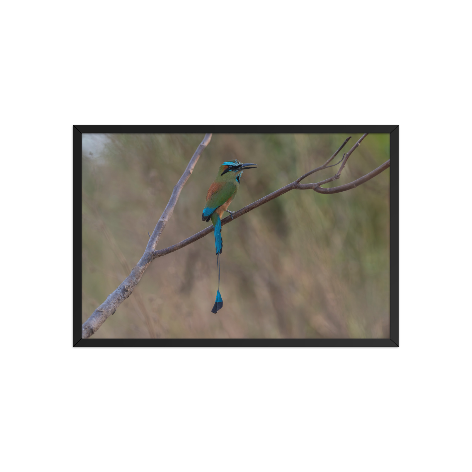 Turquoise browed motmot perches gracefully on a slender branch! Framed poster