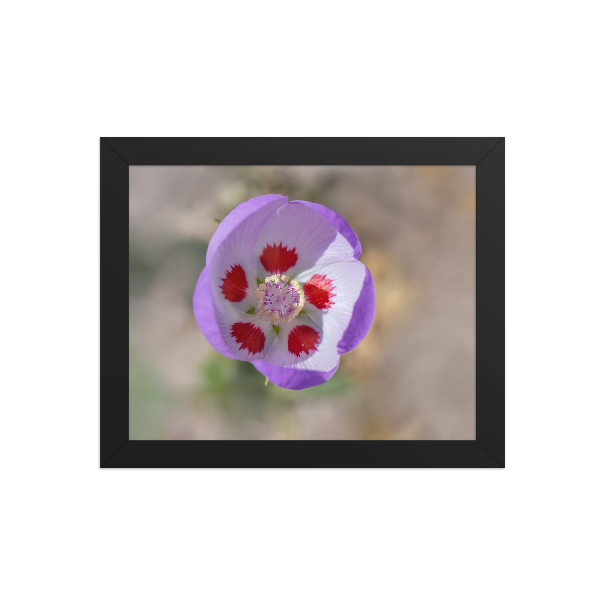 Desert five-spot in bloom! Framed poster - Image 2