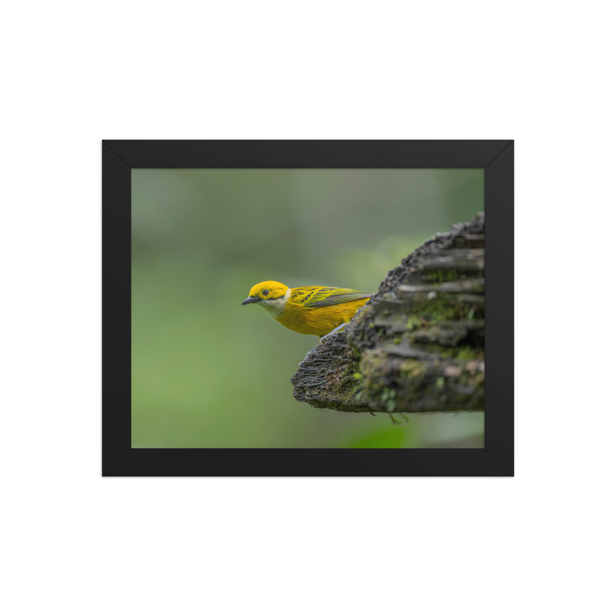Silver-throated tanager! Framed poster - Image 2