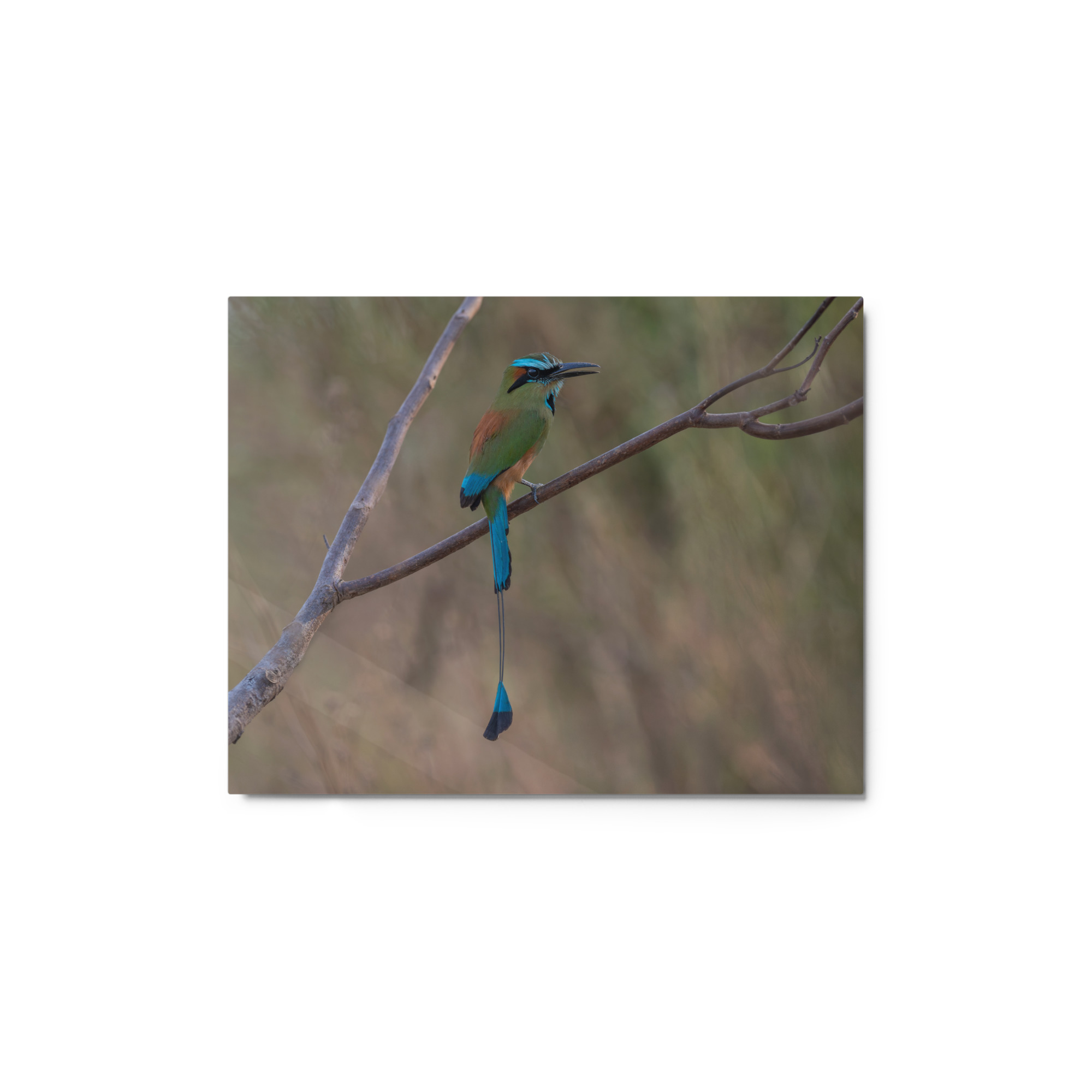 Turquoise browed motmot perches gracefully on a slender branch! Metal prints - Image 3