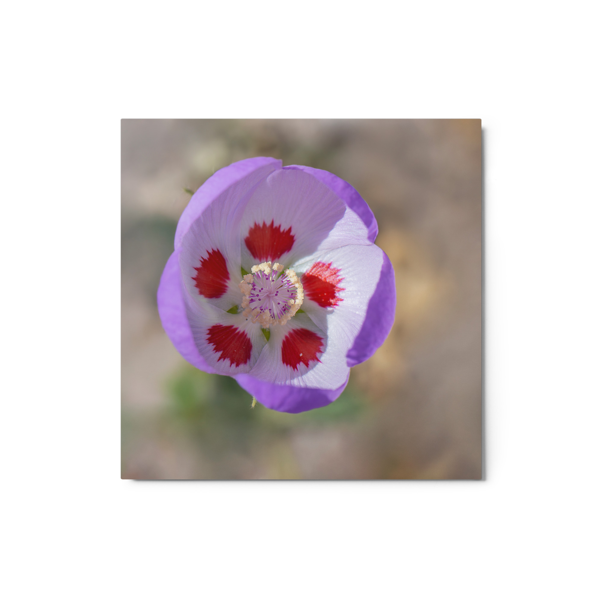 Desert five-spot in bloom! Metal prints - Image 4