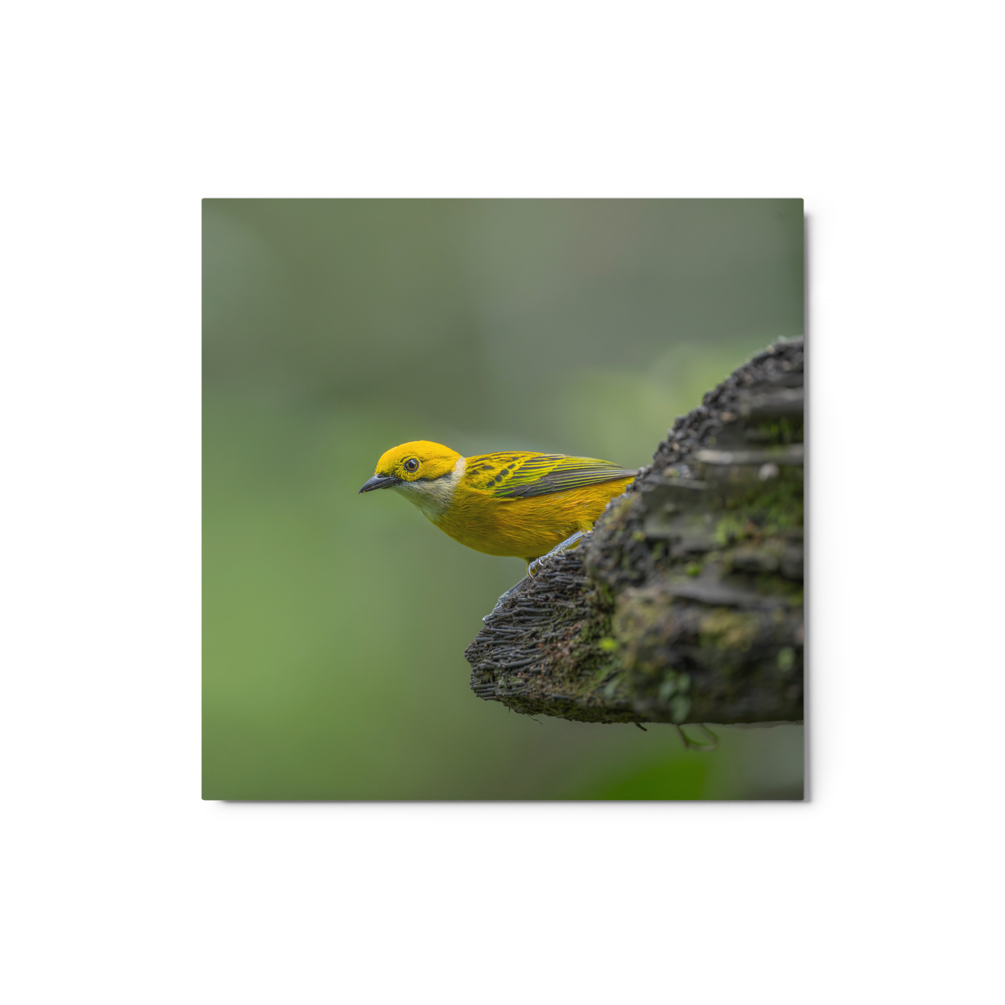 Silver-throated tanager! Metal prints - Image 4