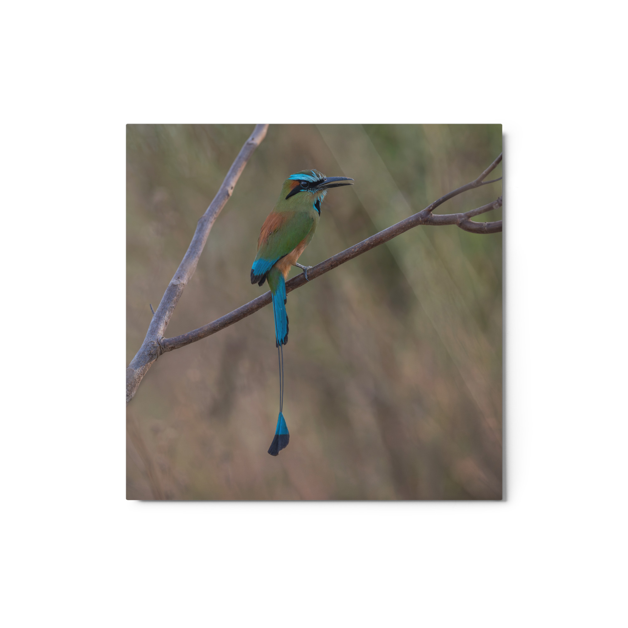 Turquoise browed motmot perches gracefully on a slender branch! Metal prints - Image 4