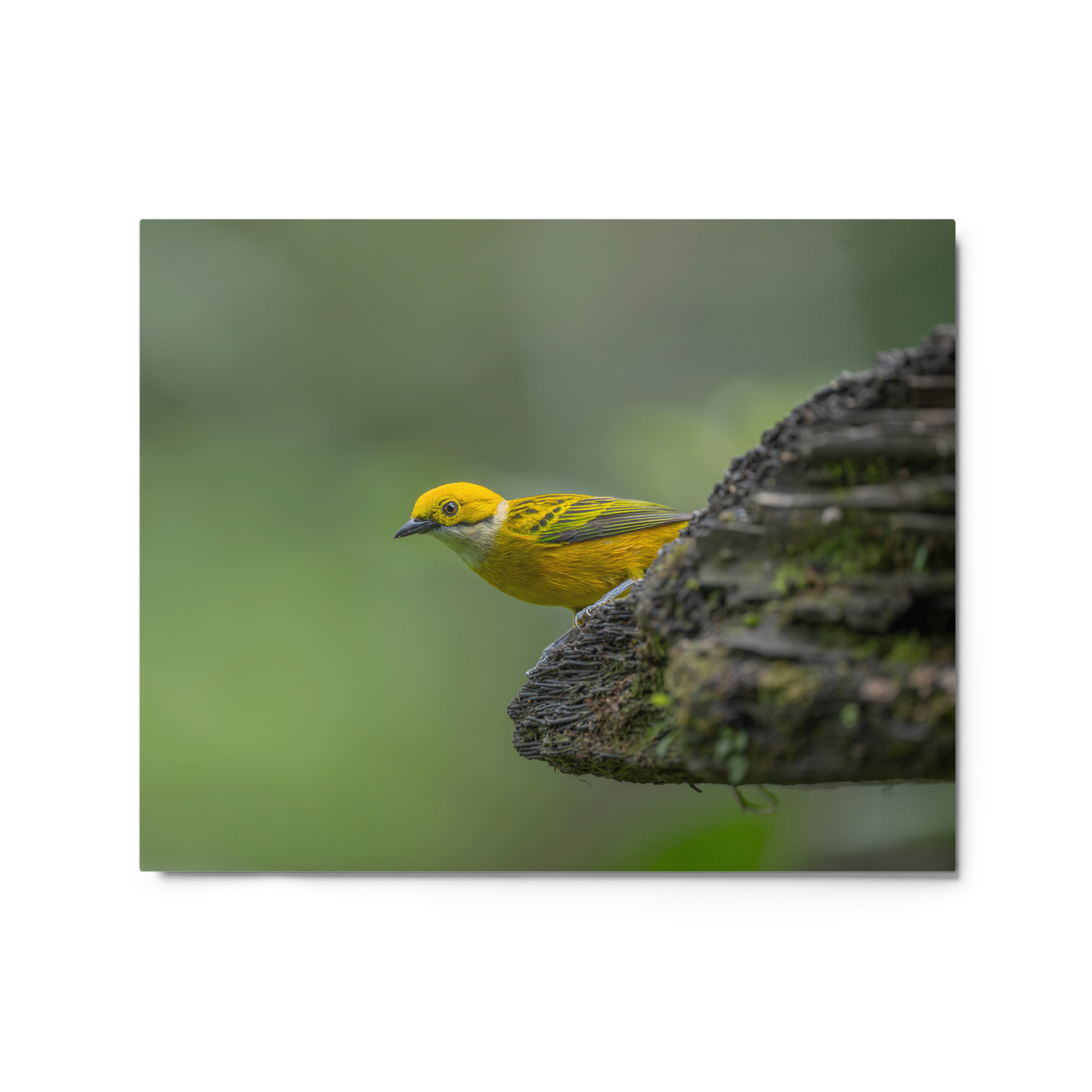 Silver-throated tanager! Metal prints - Image 5