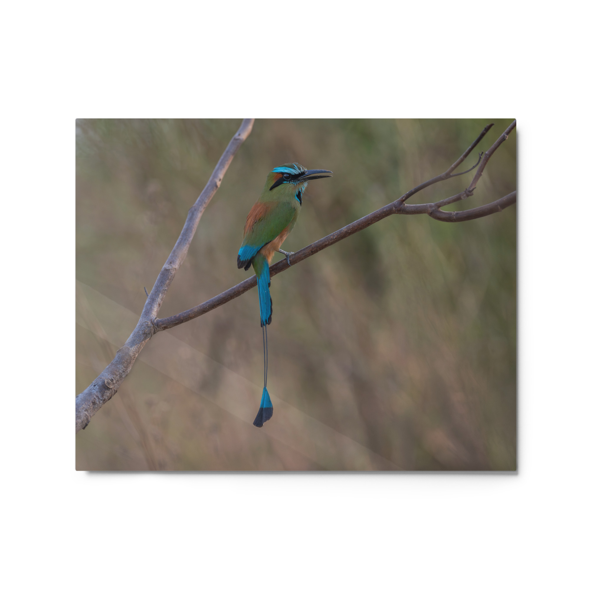 Turquoise browed motmot perches gracefully on a slender branch! Metal prints - Image 5