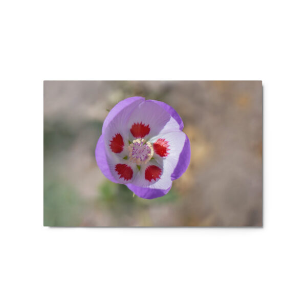 Desert five-spot in bloom! Metal prints