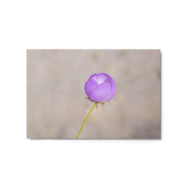 Desert five-spot! Metal prints