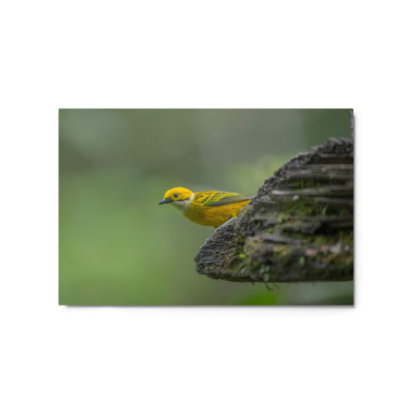 Silver-throated tanager! Metal prints