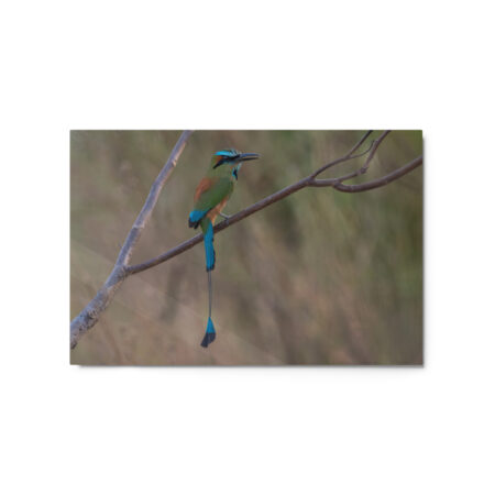 Turquoise-browed motmot! Metal prints